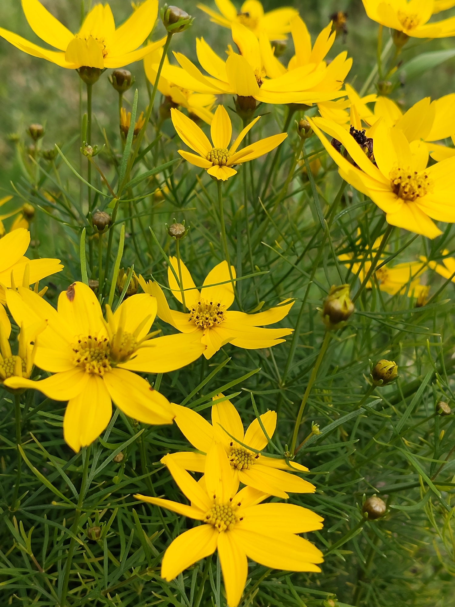 A close-up, eye-level, outdoor shot captures a cluster of yellow flowers with thin, spiky petals and dark centers. The flowers are in various stages of bloom, with some fully open and others still in bud. The background is a blur of green foliage and stems, suggesting a garden or natural setting. Some dark, small insects are visible on the petals of the flowers. The lighting is soft, with no harsh shadows, indicating an overcast day or late afternoon. This scene is consistent with a common garden in Chepelyovo, Russia, where such flowers are frequently cultivated.