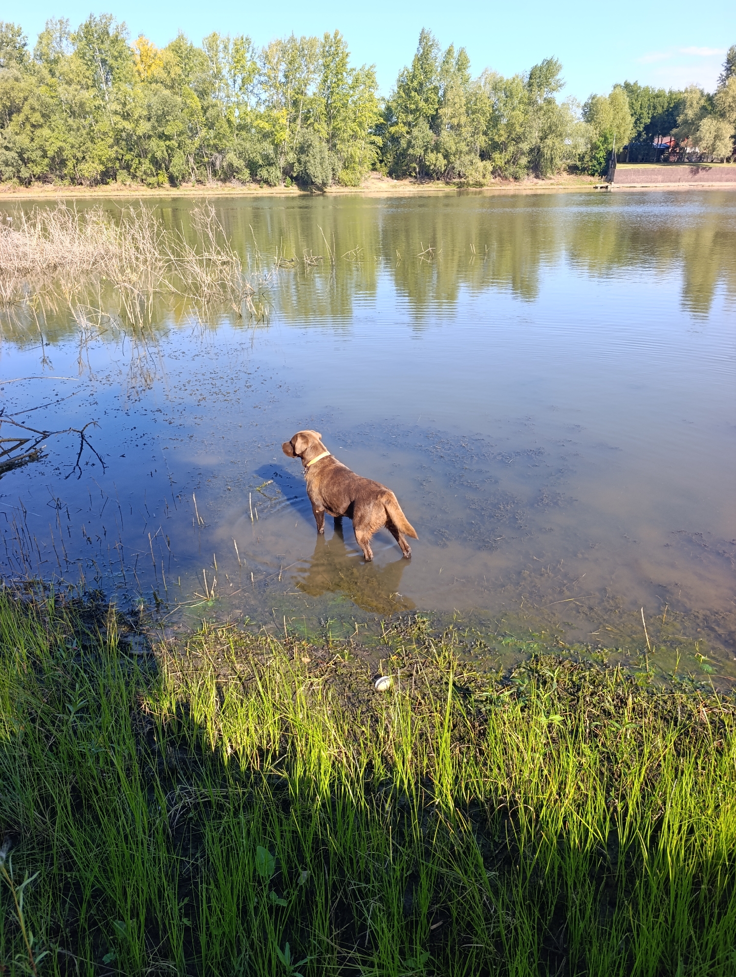 A brown dog stands in shallow water at the edge of a body of water, facing away from the camera. The dog is wearing a yellow collar. The water is murky with some plant debris and has reflections of trees and the sky. The foreground consists of green grass and mud. In the background, a line of trees with green and yellow foliage borders the water, and the sky is clear and blue. There is no visible indication of the city of Dimitrovskii, Russia.