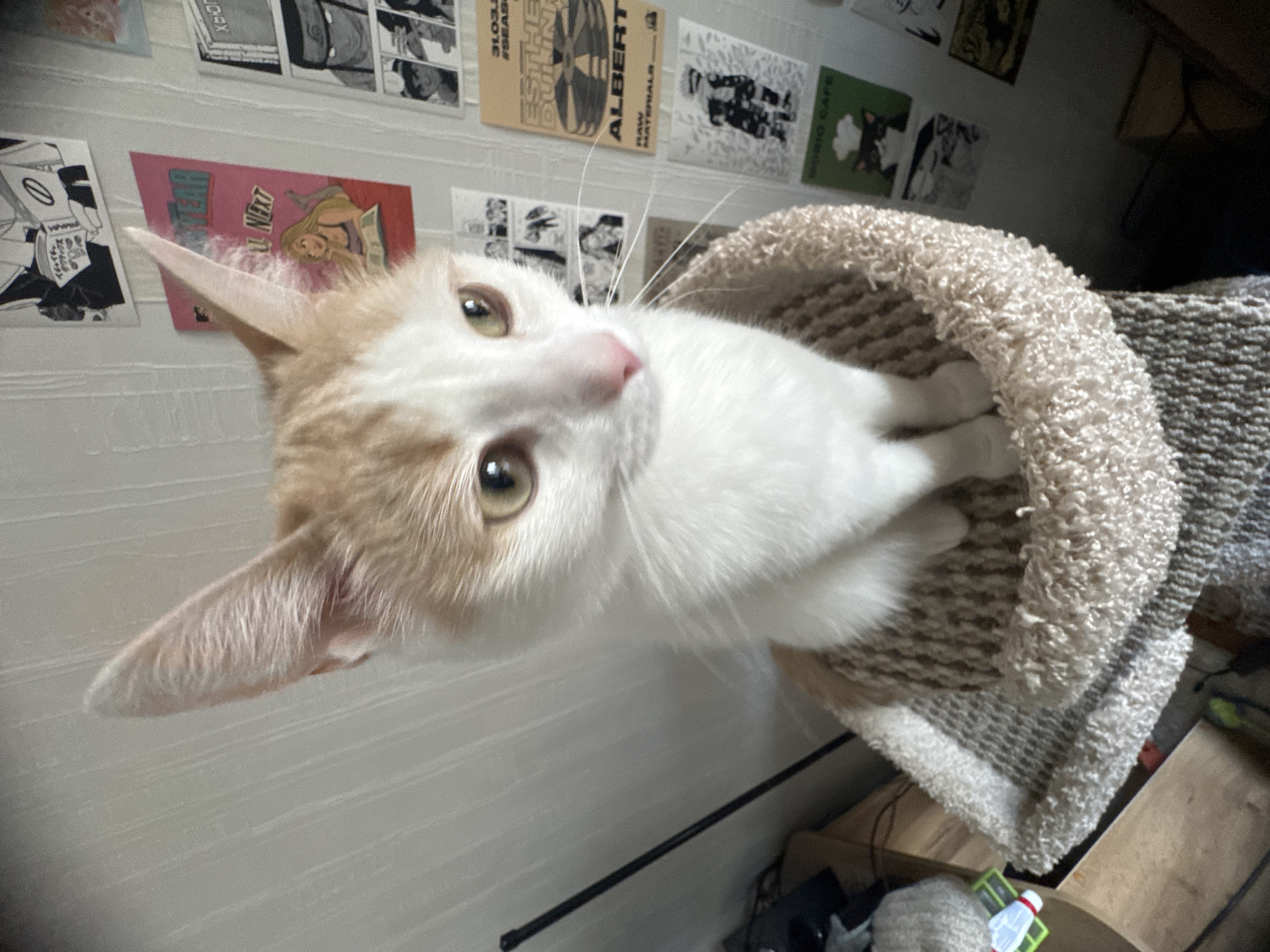 A ginger and white cat is sitting in a circular cat bed made of a textured, beige fabric. The cat is facing forward, with its head slightly tilted, and its large ears are perked up. Its eyes are a light green color, and its nose is pink. The cat bed is placed on top of what appears to be a multi-tiered cat tree, with other portions of the tree visible below and to the left. In the background, a wall is decorated with various posters and artwork, some of which appear to be anime or manga related. The lighting in the scene is soft, casting some shadows. The cat is the primary subject, and its posture suggests alertness. The environment appears to be an indoor residential setting. There is no information in the image that allows for an inference of the location being Moscow, Russia.