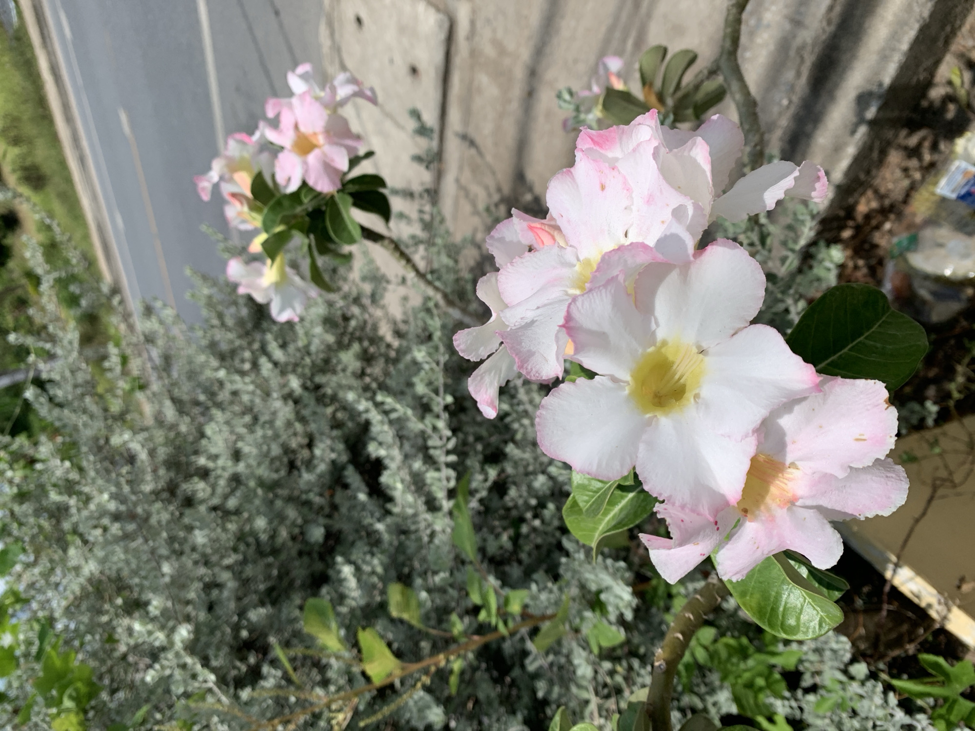The image depicts a cluster of Desert Rose flowers (Adenium obesum) with white petals and pink edges in a garden setting. The flowers are the primary focus, with several blooms in varying stages of opening. Green leaves are visible around the flowers, and there's a ground cover of silvery-grey foliage underneath the plant. The background includes a weathered concrete wall and a hint of a road or pathway, suggesting an urban or suburban environment. Debris, including a clear plastic bottle, can be seen near the plants on the right-hand side. The composition suggests the photo was taken in Baan Tai, Thailand, based on the local foliage and typical architectural elements. The scene appears to be a close-up of a garden bed near an urban area.