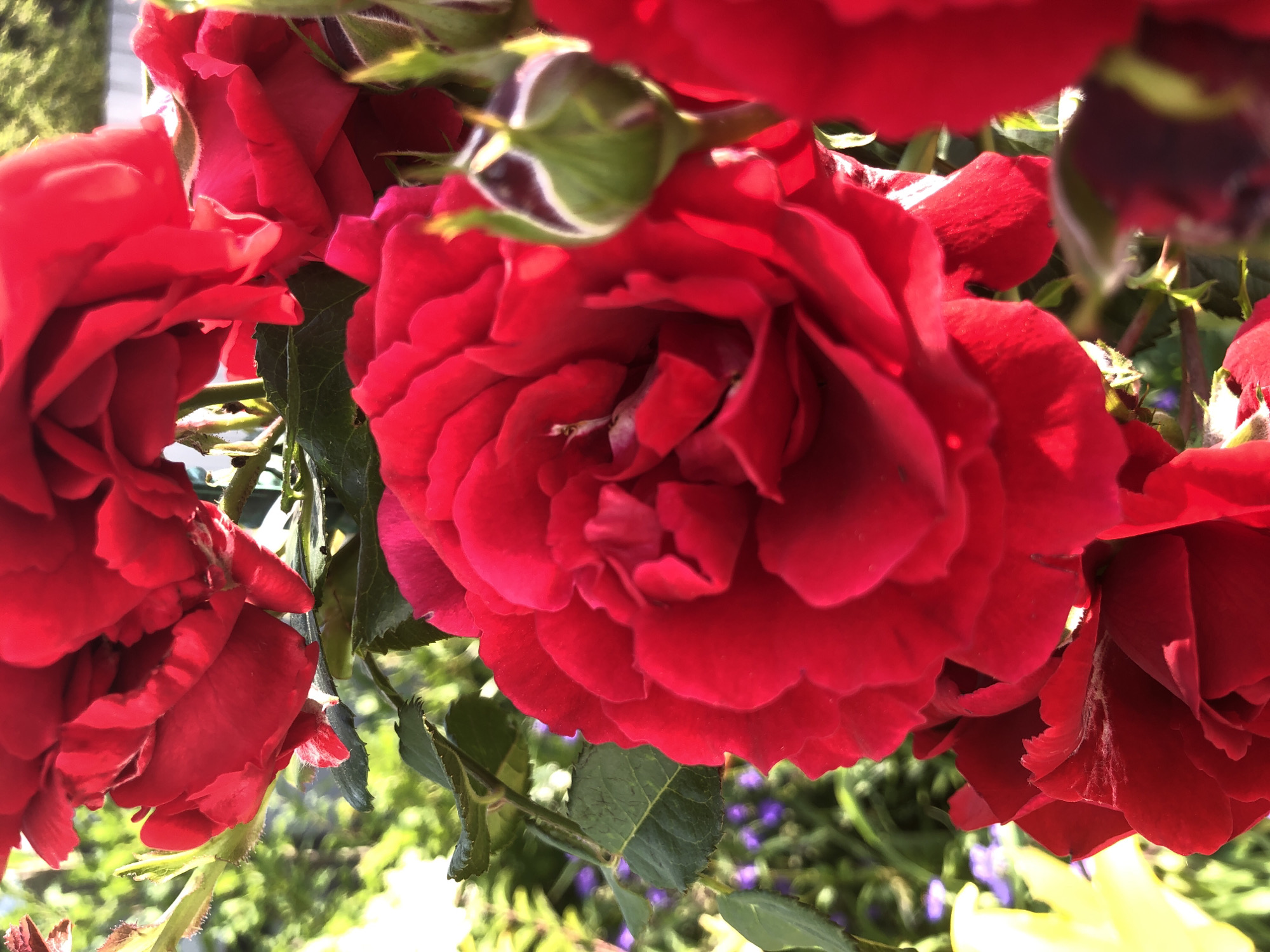 A close-up, low-angle, vertical shot captures a cluster of vibrant red roses in bloom, with some buds also visible. The flowers are the dominant element, filling most of the frame. Their petals are richly textured and deeply colored, with some showing a slight wilting or imperfections, indicating a natural, outdoor setting. Green leaves and stems are interspersed among the roses, providing a backdrop and contrast. In the background, hints of other foliage and possibly some purple flowers are softly blurred, suggesting a garden environment. The lighting appears to be natural sunlight, casting highlights and shadows that accentuate the three-dimensionality of the rose petals. The overall impression is one of lush, organic growth. The scene is located in Radomyshl, Ukraine, likely within a garden or park setting. There are no people or animals present in the image.