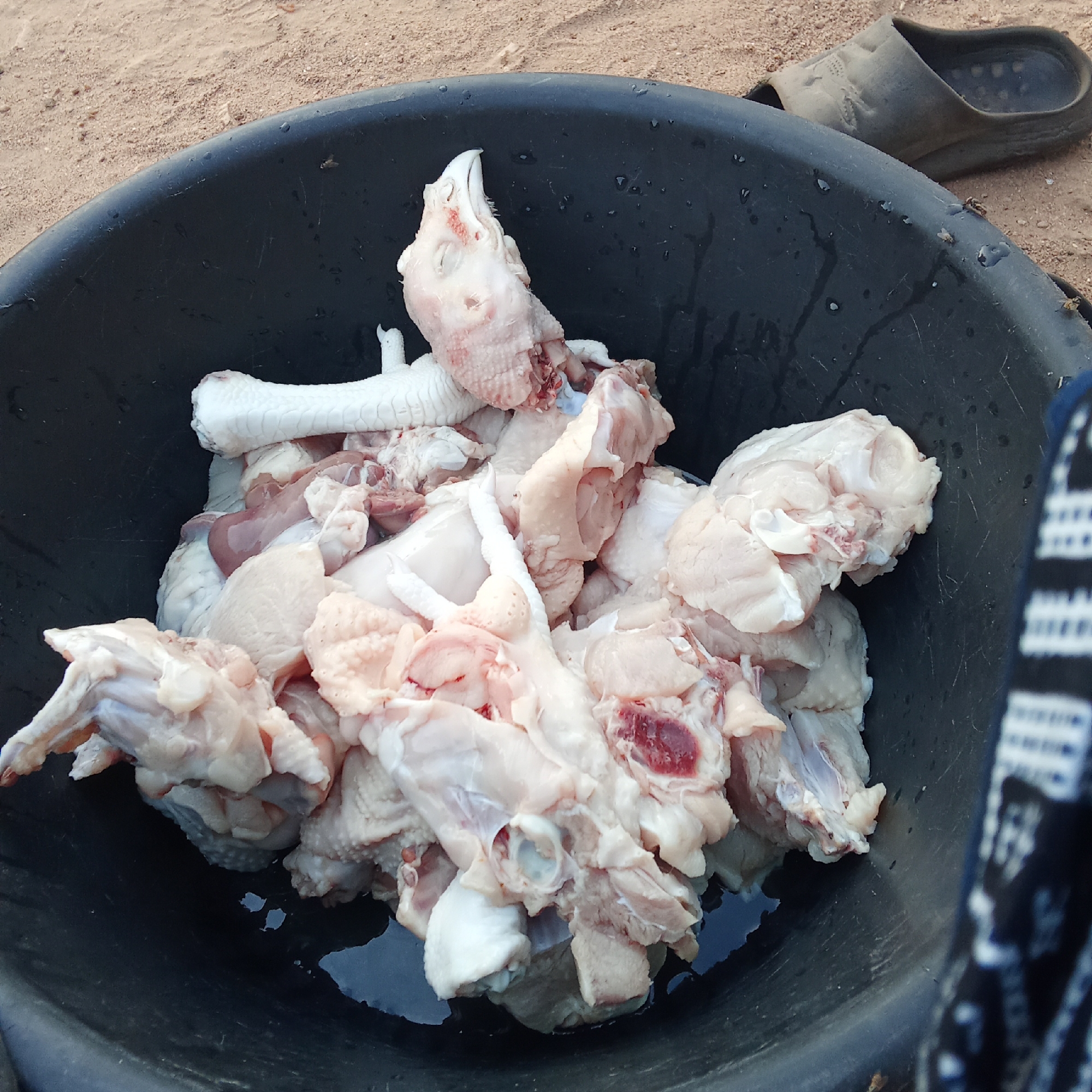 A close-up shot captures a large quantity of raw, freshly cut chicken pieces contained within a black plastic basin. The chicken includes various parts such as bones, skin, and meat, along with visible organs. A chicken's head, complete with a beak and comb, is prominent among the pieces at the top, and several scaly feet are also discernible. Some reddish hues, possibly from blood or internal organs, are visible on parts of the chicken. A small amount of liquid, likely water, is present at the bottom of the basin, suggesting the chicken might have been washed or is soaking.
The black plastic basin shows water droplets and some minor wear on its surface and rim. In the background, a light brown sandy or dirt ground is visible. A single dark-colored slipper or sandal rests on the ground behind the basin's upper right rim. Several small insects, possibly flies, are seen on the rim of the basin. A portion of patterned fabric, likely part of clothing worn by an individual, is visible on the far right edge of the frame.
The scene depicts the processing or preparation of chicken, possibly after slaughter, in an outdoor or semi-outdoor setting. The sandy ground and type of basin are consistent with local practices, particularly in locations like Akwanga, Nigeria. The lighting suggests it is daytime. No text is visible in the image.