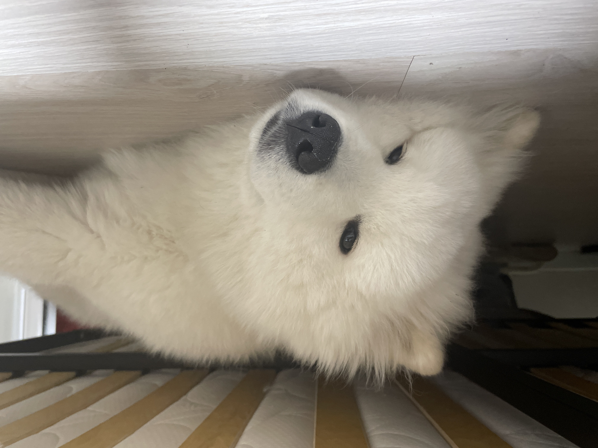 A fluffy white dog, resembling a Samoyed, is captured from a low angle, appearing upside down. The dog's head is prominent in the center, with its black nose and dark eyes clearly visible, looking directly towards the camera. Its white fur is thick and covers most of the frame. Above the dog (from the camera's perspective) is a light-colored wooden surface, possibly the underside of furniture. Below the dog, a mattress with visible wooden slats of a bed frame can be seen, suggesting the dog is peeking out from underneath a bed or lying on its back under furniture. The scene is indoors, with no specific time of day or weather indicated. There is no visible text.