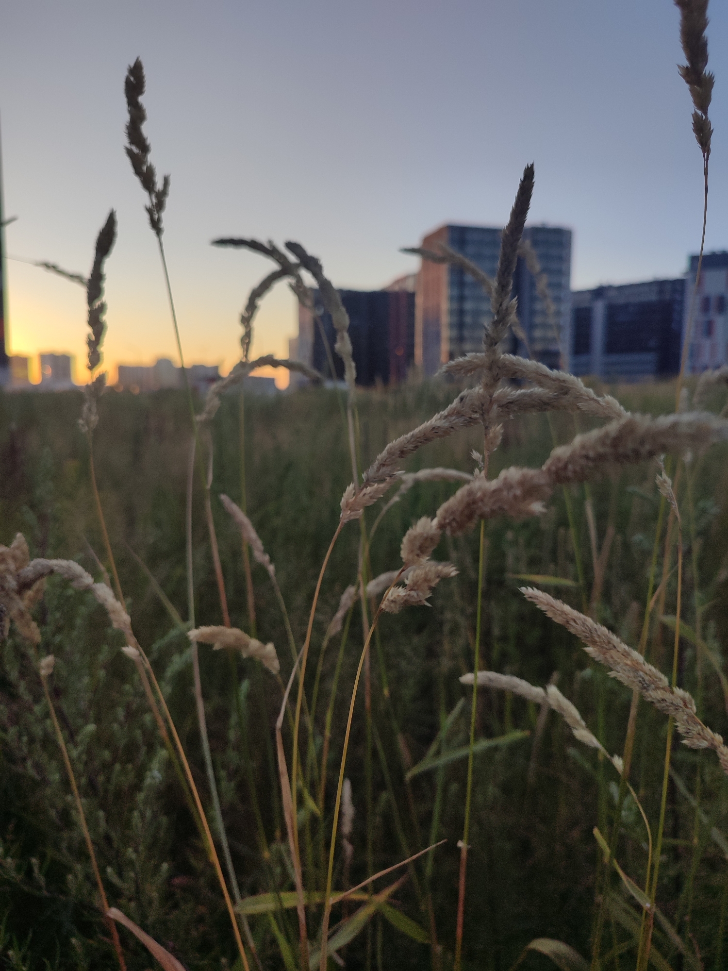 The image is a close-up, low-angle shot of dried grasses in the foreground against a backdrop of buildings in Murino, Russia. The sky above is a gradient of pale yellow near the horizon, transitioning to a clear, light blue. The setting sun casts a warm glow on the distant structures. The buildings are modern, with clean lines and various heights, suggesting an urban or suburban environment. The grasses are dry and feathery, with some stalks bent and others standing upright. The overall scene evokes a sense of peacefulness and the transition from day to evening.