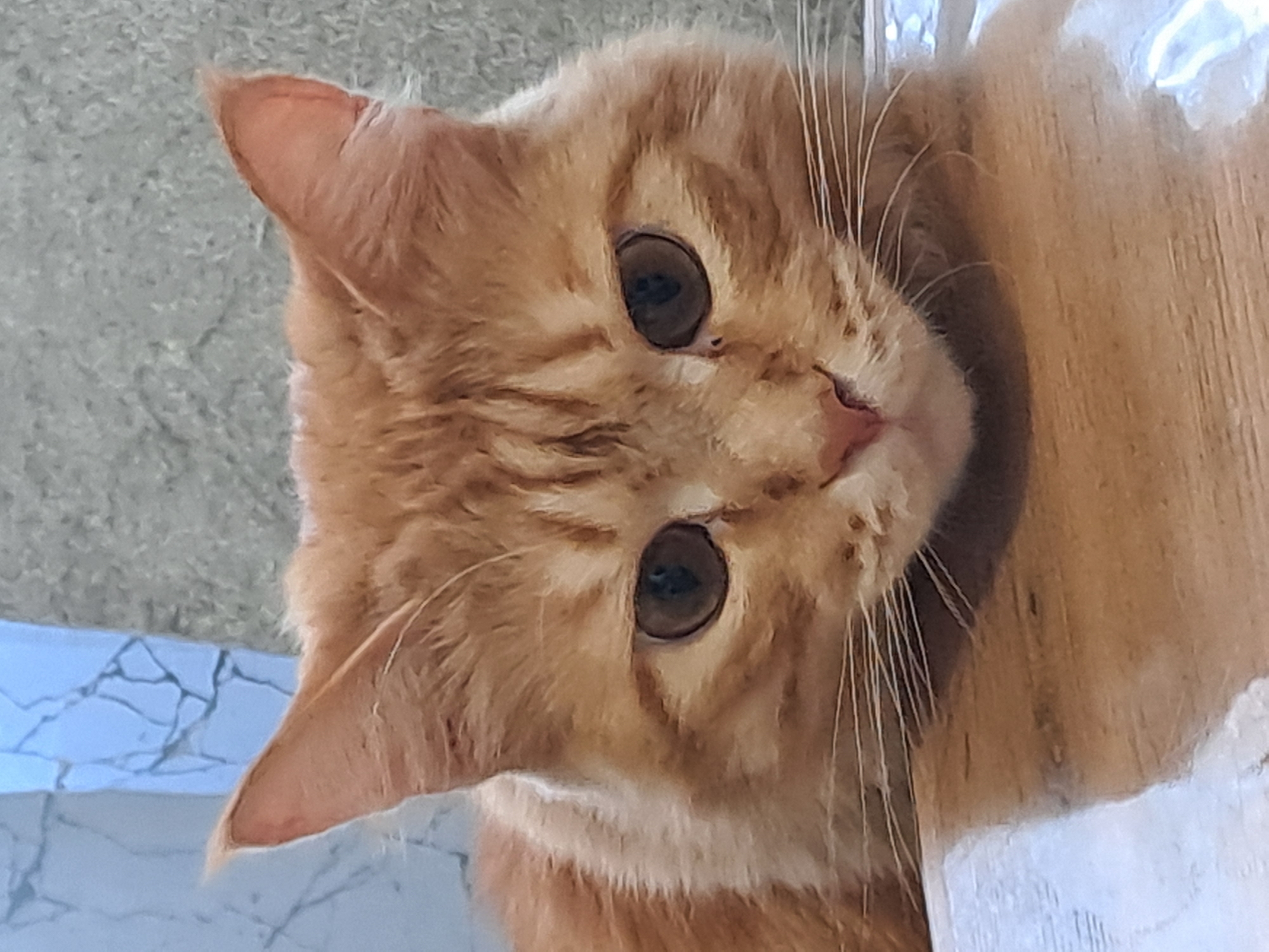 A close-up, slightly rotated, portrait shot features an orange tabby cat. The cat is looking directly at the viewer with large, round eyes. Its fur is visibly patterned with lighter and darker shades of orange. The background is indistinct, but suggests a light-colored wall or surface on the left and a wooden surface on the right. Location is unknown.