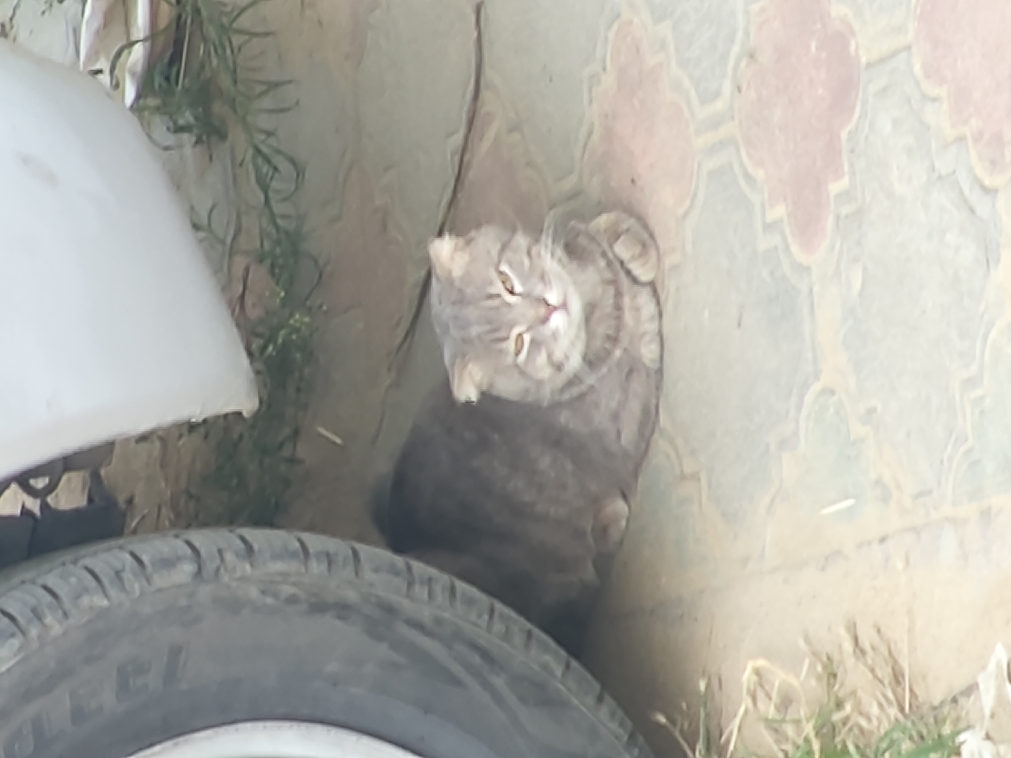 In Leninkent, Russia, a grey tabby cat is lying on patterned paving stones next to a car tire and a portion of a white car. The cat is facing the camera with its eyes partially closed and appears to be resting. Greenery is visible in the background.
