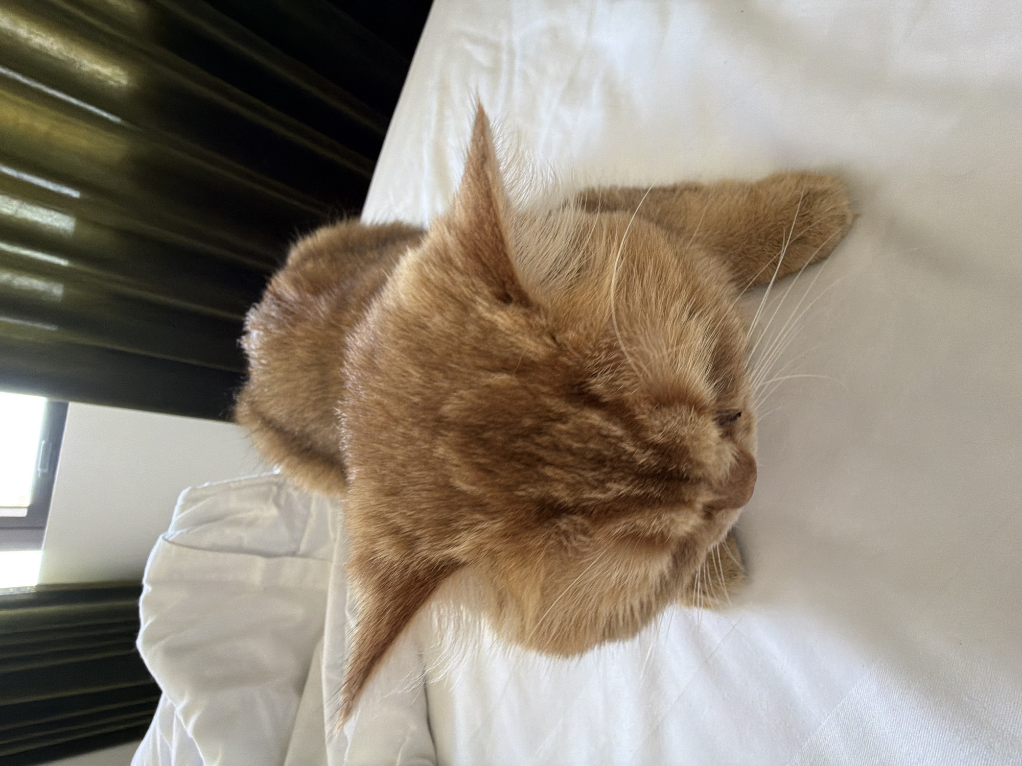 A ginger cat is lying on a white, crumpled bed with dark green curtains in the background. The cat is facing downwards, with its head lowered. The scene is indoors, in a bedroom, possibly in a hotel, as suggested by the clean white sheets and curtains that appear to be blackout curtains. The lighting suggests it is daytime, with light coming from a window that is not visible in the frame. The location in Đà Nẵng, Vietnam is not explicitly indicated by any visual cues in the image.