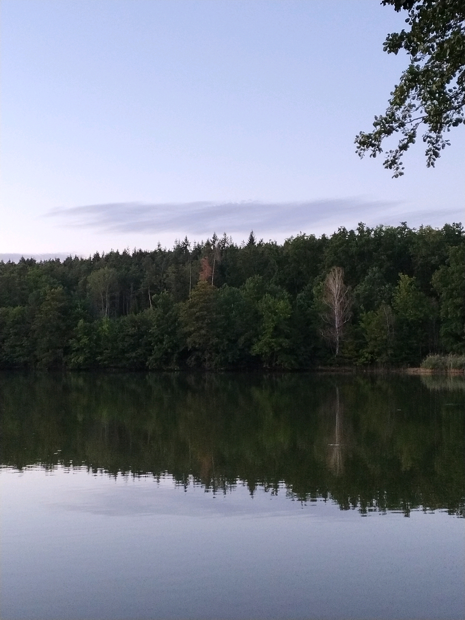 This is a vertical, medium-angle, full shot of a lake with a reflection of a dense forest. The water in the foreground is calm and reflects the trees on the opposite bank. The trees are a mix of deciduous and coniferous trees, with some lighter-colored trees interspersed. The sky above is a pale blue with wispy clouds. In the upper right corner, a tree branch hangs into the frame from the top. The scene appears to be located at the Dobevske jezero, a lake near the village of Dobev in the South Bohemian Region of the Czech Republic. There are no people or animals visible in the image. The overall mood is serene and natural.