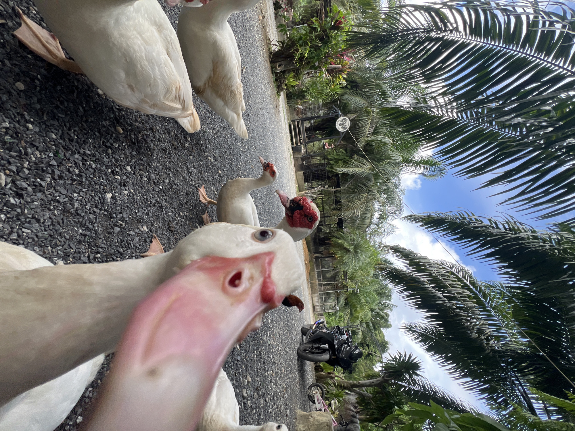 The image depicts a close-up of a group of white Muscovy ducks in an outdoor setting. The ducks are gathered on a gravel path, with a focus on one duck whose beak and face are prominently in the foreground. In the background, there are lush palm trees and other tropical foliage, suggesting a warm climate. A black motorcycle and a child's bicycle are visible further back, along with a small structure that resembles an outdoor stall or pavilion. The sky is partly cloudy. The overall impression is a candid shot of ducks interacting with the camera in a relaxed, natural environment. The location is identified as Choeng Thale, Thailand.