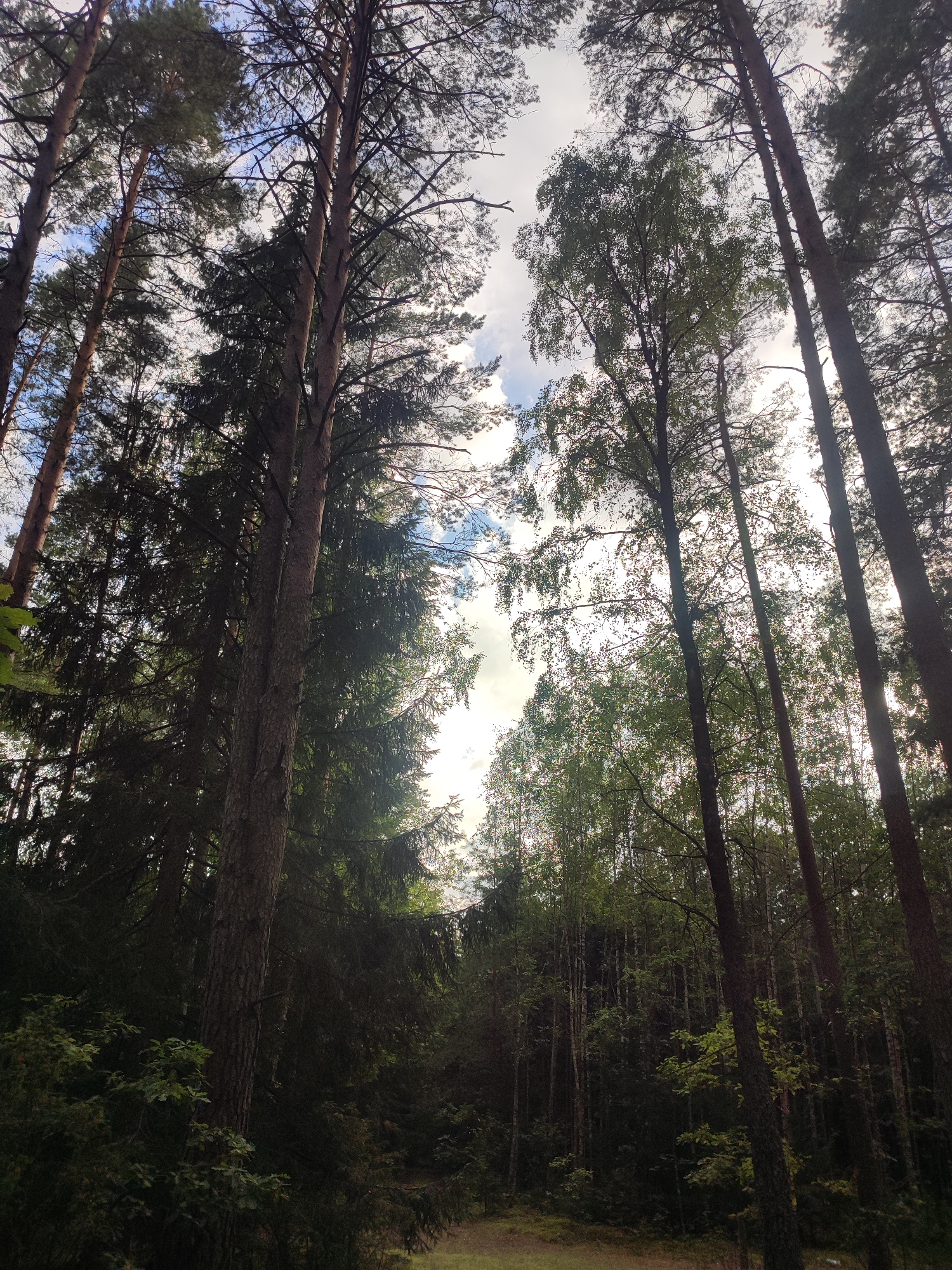 A low-angle shot looking up into a forest canopy. Tall, slender trees, predominantly pine and some deciduous trees with lighter green leaves, create a dense overhead cover. Sunlight filters through the branches, illuminating patches of the sky, which shows white clouds against a pale blue background. The forest floor is partially visible in the lower portion of the frame, appearing as a dark, earthy path with some undergrowth and fallen leaves. The scene is characteristic of a natural forest environment, possibly within the Варнянскі сельскі Савет, Belarus, given the prevalence of pine forests in the region. There are no people or discernible objects or actions in the image.