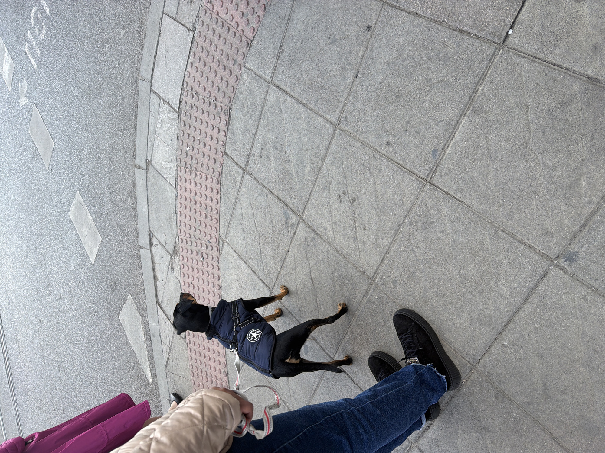 The image depicts an outdoor urban scene on a sidewalk in Sofia, Bulgaria, adjacent to an asphalt street. In the foreground, a small, short-haired black dog with tan lower legs and paws is visible from the rear, facing away from the viewer towards the street. The dog wears a dark blue padded jacket with a white circular patch on its left side, featuring a black star and the text "CHAMPION SPORTS." A white leash with red stripes is attached to the dog's harness.
The leash is held by an individual partially visible on the left side of the frame. This individual is wearing blue jeans, black flat-soled shoes, and a light beige quilted jacket. A second individual is partially visible further left and behind, wearing a magenta-colored garment and a black shoe.
The sidewalk consists of grey square concrete tiles. A curved section of red-brown tactile paving with raised circular studs is present at the edge of the sidewalk, leading to the street. The asphalt street shows faint white road markings, including the numbers "119." Faint lines consistent with tram tracks are also visible on the asphalt surface further away. The scene is illuminated by daylight.