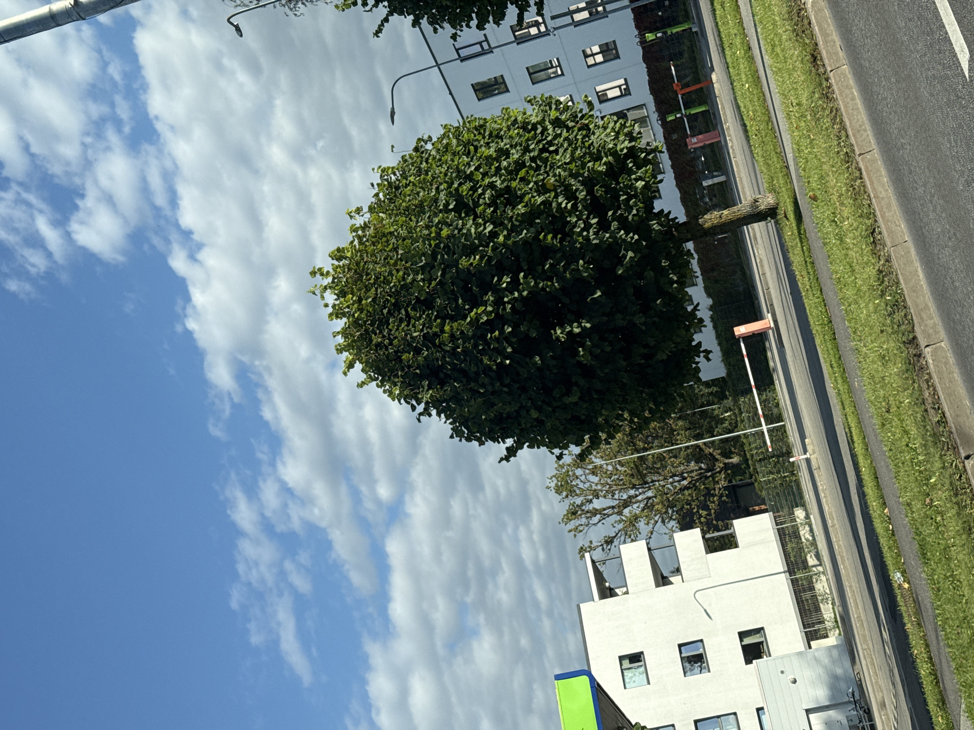 The image depicts a sunny day in a suburban or commercial area of Tallinn, Estonia, with a clear blue sky dotted with white, fluffy clouds. In the foreground, a paved road with a grassy median runs diagonally across the frame. A bright green and white structure, possibly a gas station or a modern building facade, is visible on the left.
Dominating the center is a large, dense, leafy green tree with a sturdy trunk. Behind the tree, a multi-story white building with numerous windows is visible. The building appears to be modern, with balconies and contrasting dark window frames. A street lamp stands to the right of the tree, and further to the right, another similar white building is partially visible.
In the middle ground, a white barrier arm, commonly seen at entry points to parking lots or private areas, is extended across a road. There are also red and green bollard-like structures with barriers in the background. The overall impression is one of a well-maintained urban environment under a pleasant sky. There are no people or animals visible in the image.