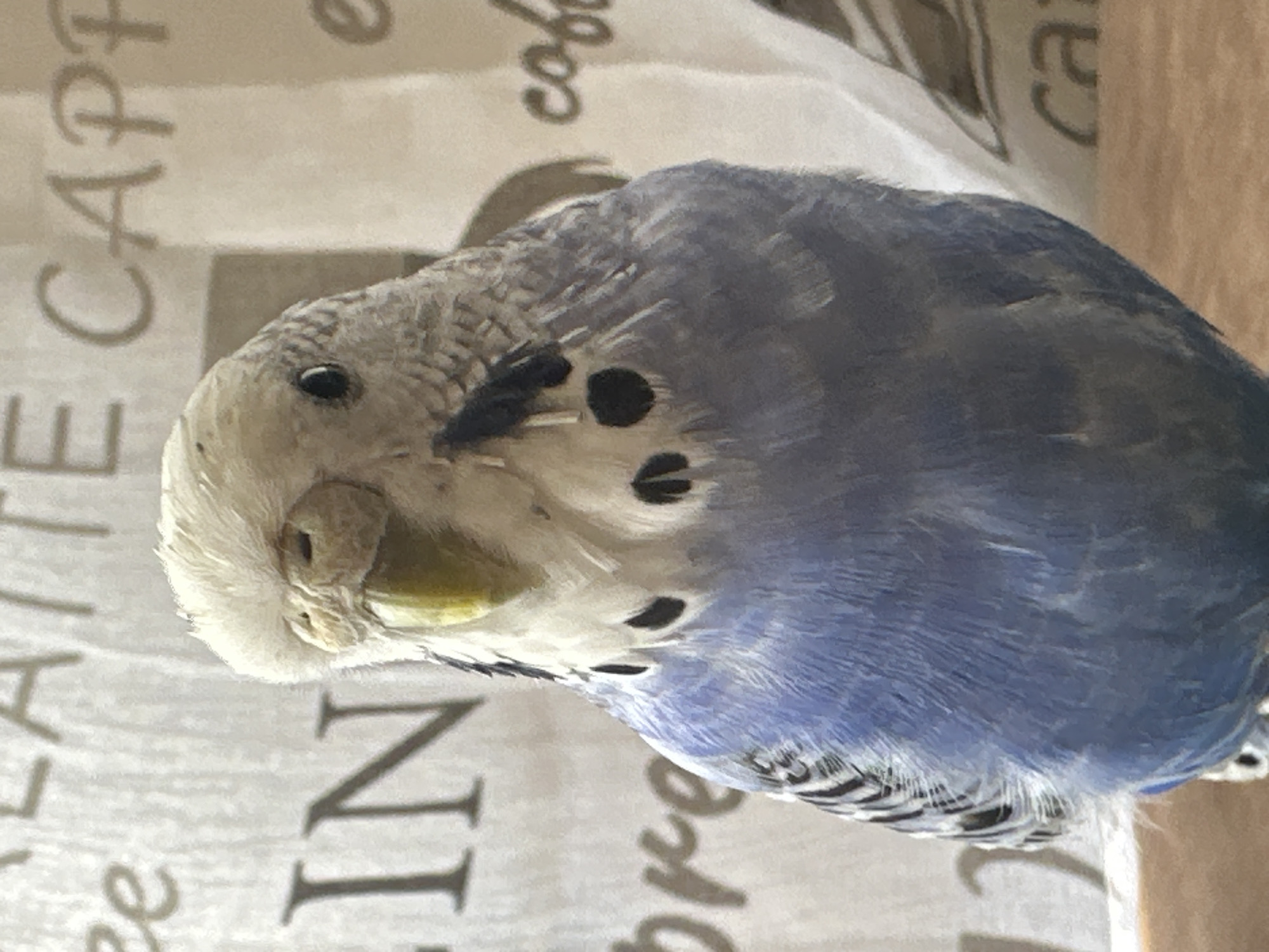 A close-up, head-on, medium shot captures a light blue and white budgie facing the camera. The bird's head is slightly tilted, and its black eye is visible on the right side of its face. Its beak is yellow and appears slightly open. The budgie's chest is a light blue, and its neck and head are white with some black speckling. The background consists of a textured white fabric with faded gray text. The text appears to be from a coffee shop, with words like "CAPPE," "IN," and "coffee" partially visible. The bottom of the image shows a blurred brown surface, possibly a table.