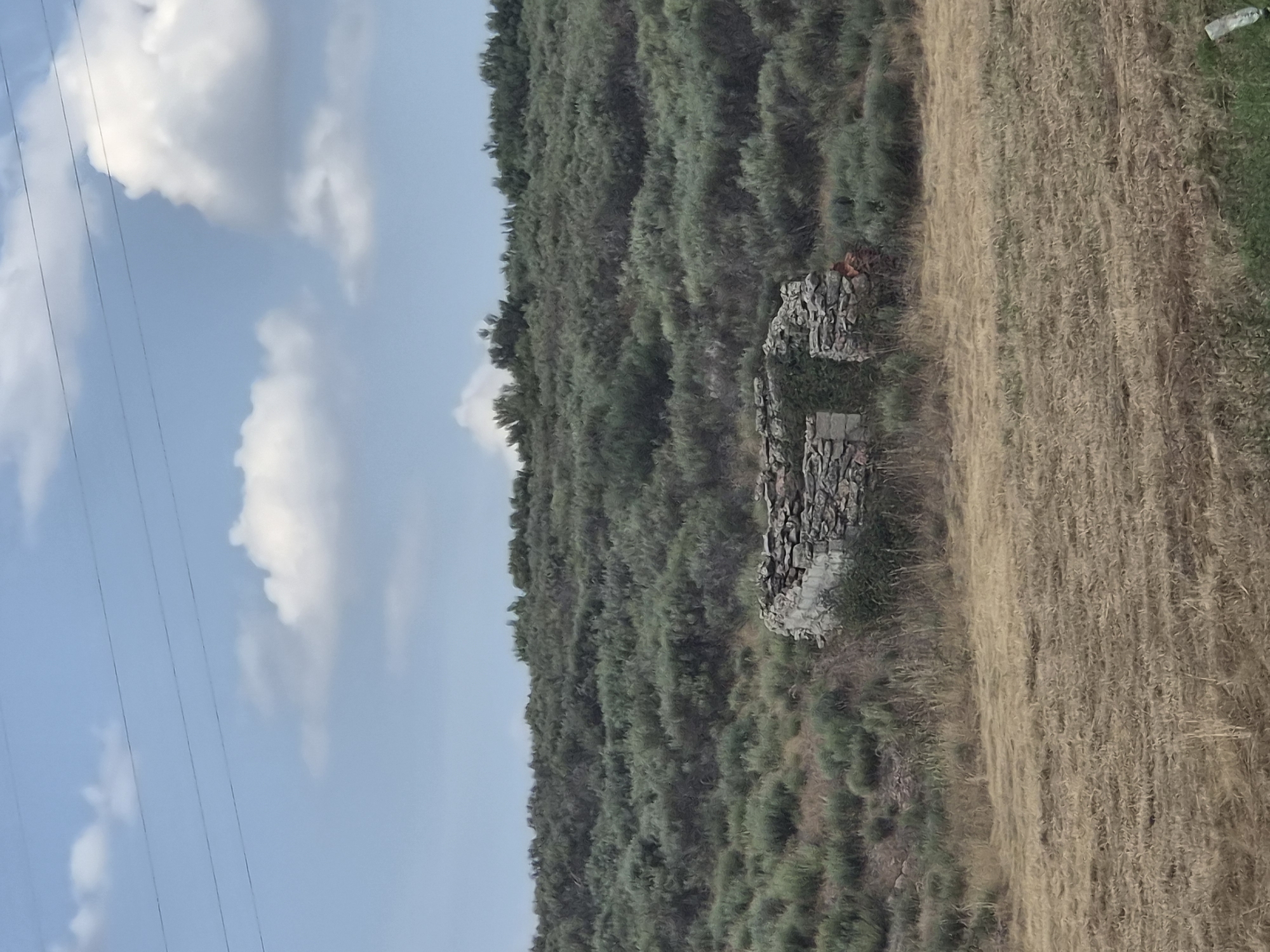 This image depicts a rustic, abandoned stone structure nestled amidst dense, green shrubbery on a hillside under a partly cloudy blue sky. The structure, partially overgrown with ivy, is in a state of disrepair, with visible stonework and an open interior. In the foreground, a dry, grassy field stretches out, and power lines are visible crisscrossing the sky. The overall setting suggests a rural or remote area. The prompt incorrectly specifies the location as Seia, Portugal; this image is not from Seia, Portugal.