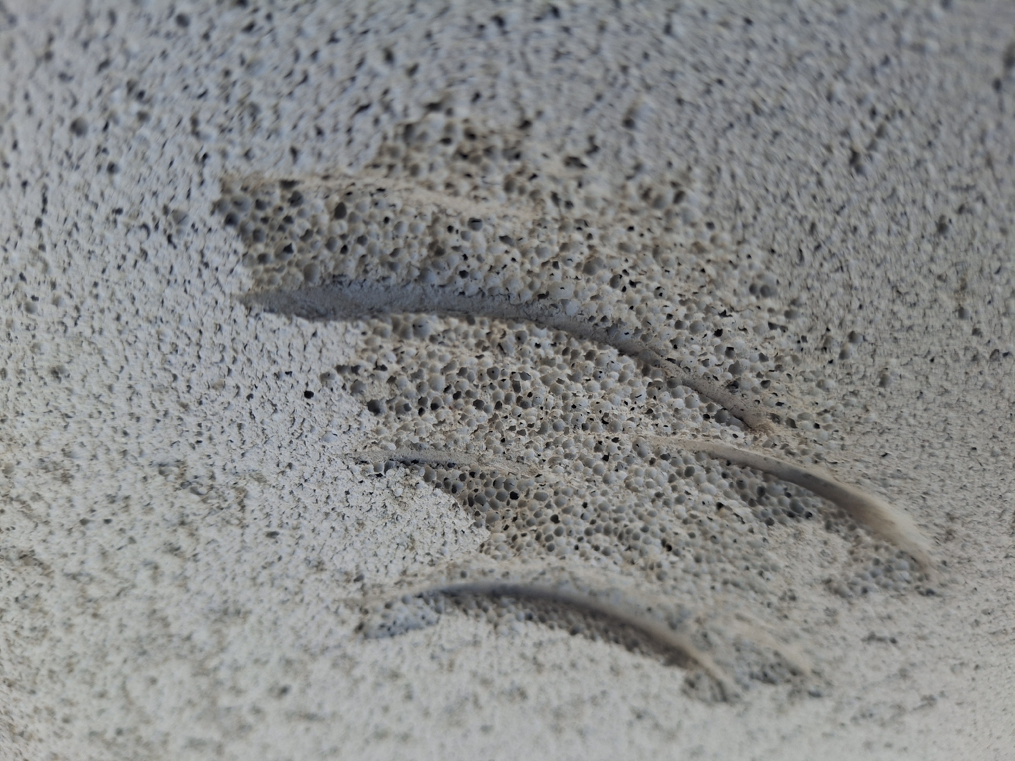 The image shows a close-up, angled view of a light-colored, porous, textured surface, possibly concrete or stone. There are three curved indentations or carved lines visible on the surface, running diagonally from the lower left to the upper right. The texture is characterized by numerous small, irregular holes or pores across its entirety. The lighting suggests the presence of a light source from the right, casting subtle shadows within the indentations and highlighting the porous texture. There are no people, animals, or specific landmarks visible that would indicate a location in Kalush, Ukraine, or any other specific city. The scene is abstract and focuses on the material and form of the surface.