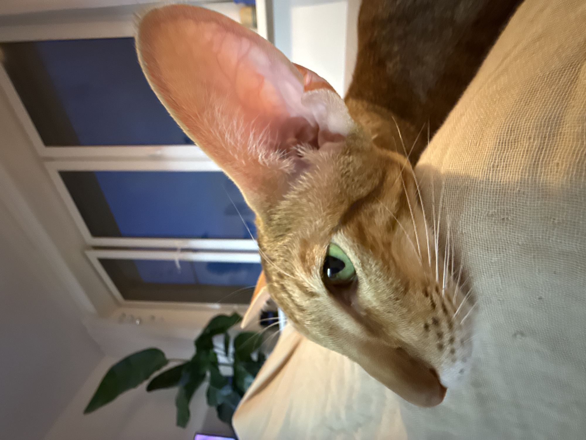 A close-up, tilted shot of an orange cat's head, specifically focusing on its large ear and green eye. The cat's face is resting on a textured, light-colored surface. In the background, a window with a view of a dark blue sky and a green plant are visible. The location is not discernible from the image.