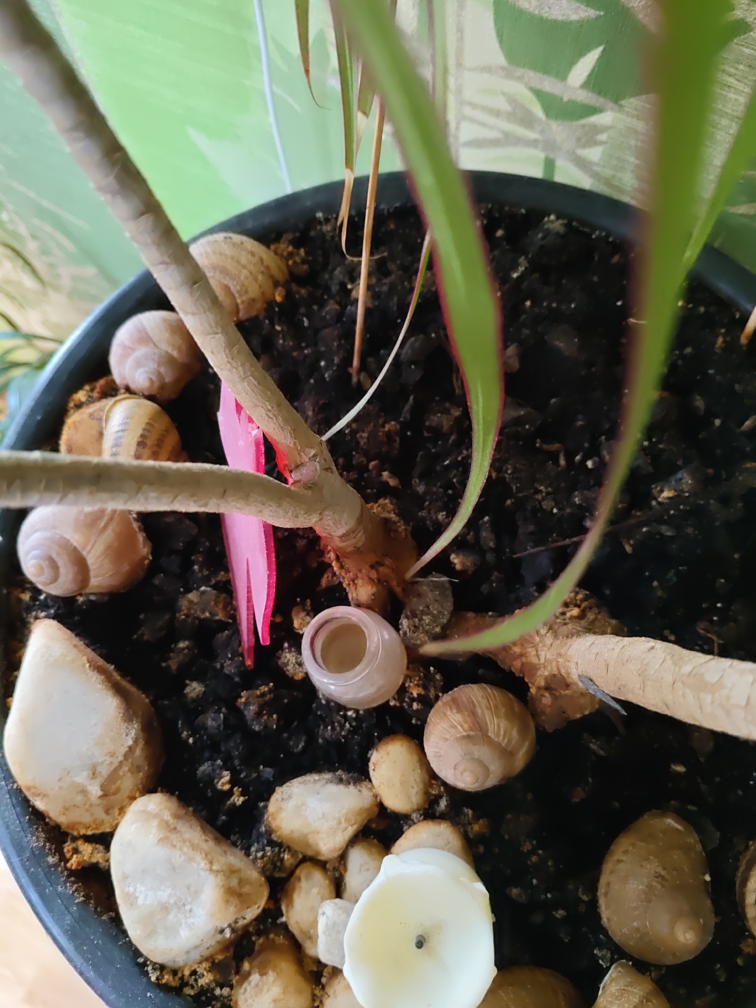 The image shows a close-up, high-angle shot of a potted plant. The pot is black plastic and filled with dark soil. Several light-colored, oval-shaped snail shells are scattered on top of the soil. The plant has thick, light-brown stems and long, thin green leaves with reddish edges. A small, pink, heart-shaped object is inserted into the soil near one of the stems. There are also several light-colored, smooth stones and a small, clear, glass-like container with a light-colored substance inside. In the foreground, a portion of a white, round object, possibly a candle, is visible. The background is out of focus, showing a green wall with a patterned texture. The scene appears to be indoors, possibly in a residential setting. There is no indication of the location being Rostov-on-Don, Russia.