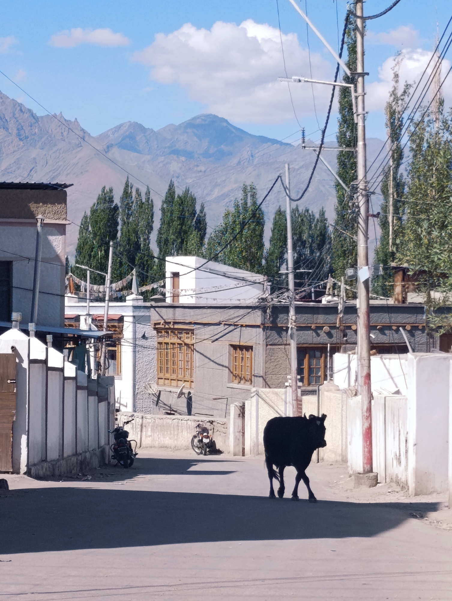 In Leh, India, a black cow walks across a paved road lined with low-rise buildings and white-tiled walls. The cow is in the foreground, casting a shadow on the road. In the background, several motorcycles are parked near the buildings. Trees with green foliage stand behind the buildings, and mountains, partially obscured by clouds, rise in the distance under a bright blue sky. Electrical poles and wires crisscross the upper portion of the image, indicating an urban or semi-urban setting. The architecture appears consistent with buildings found in Ladakh.