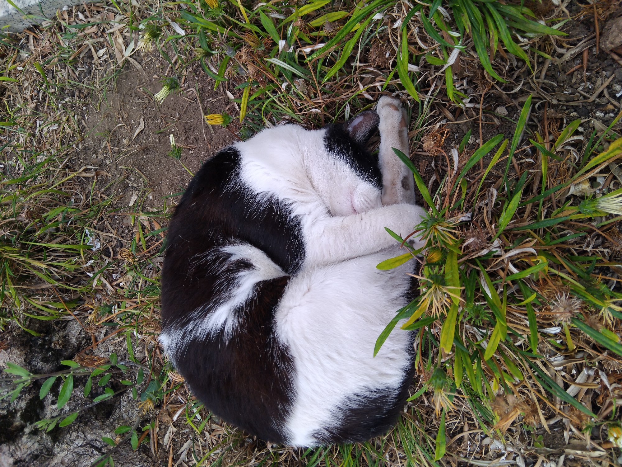 A black and white cat is curled up asleep on the ground amidst dry grass and some green plants. The cat's body is tightly coiled, with its head tucked into its chest. Its fur is predominantly white on its belly and paws, with black markings on its back and head. The ground is composed of soil and dried organic material. In the background, a tree trunk is visible on the left side of the image. The environment appears to be an outdoor setting, possibly a garden or a natural area. The image captures a moment of rest for the feline subject in a somewhat unkempt natural environment.