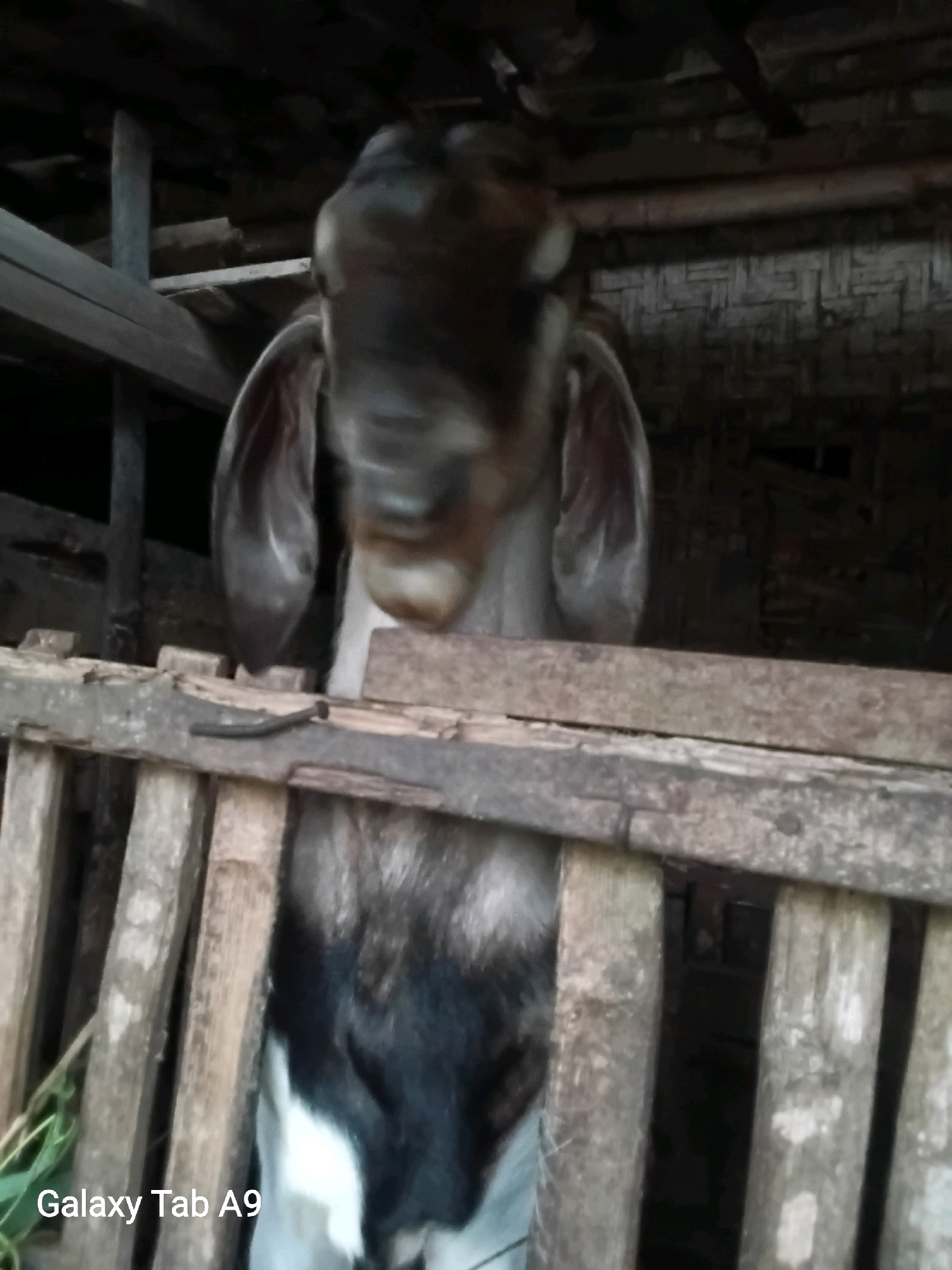 A goat stands in a wooden enclosure. The goat is predominantly black and white, with long, floppy ears. The enclosure appears to be constructed from rough-hewn wooden planks and is situated in a dimly lit, rustic environment, possibly a barn or shed, with a woven bamboo wall visible in the background. The scene is located in Trenggalek, Indonesia, indicated by the watermark "Galaxy Tab A9" in the lower left corner, a common device used in Indonesia.