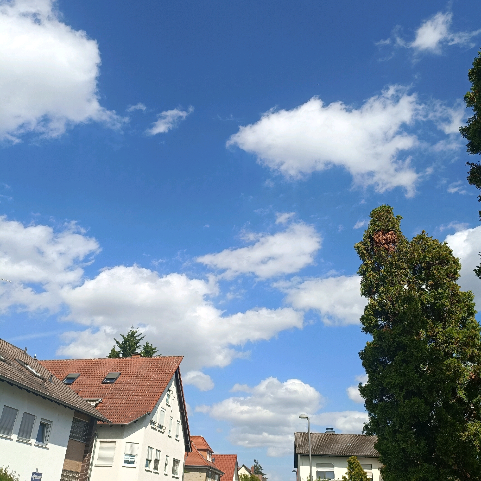 The image shows a residential area in Rüsselsheim am Main, Germany, under a bright blue sky with scattered white clouds. The foreground features the rooftops and upper floors of several white residential buildings with red-tiled roofs. Some buildings have visible windows, shutters, and skylights. A tall, mature evergreen tree with dense foliage dominates the right side of the frame, partially obscuring the sky and some of the buildings. In the background, more trees and parts of other houses can be seen. A streetlamp is visible in the lower right portion of the image. The overall scene depicts a typical suburban daytime view.