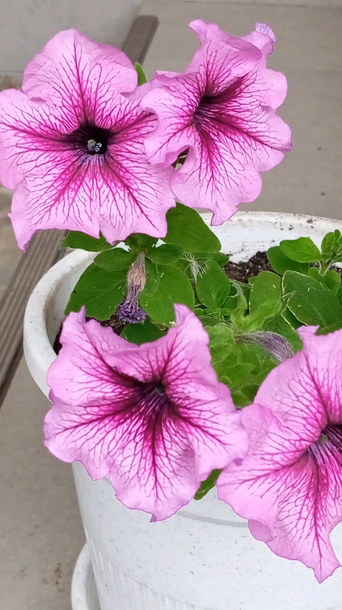 The image shows a close-up view of several pink petunias in a white pot. The flowers have prominent dark pink or purple veining radiating from the center. Some of the flowers are in full bloom, while others appear to be developing or wilting. Green leaves and a small, dried flower are also visible in the pot. The background is blurred and appears to be an outdoor setting with a grey surface and some wooden elements. The location in the city of Baksan, Russia, is not discernible from the image itself.