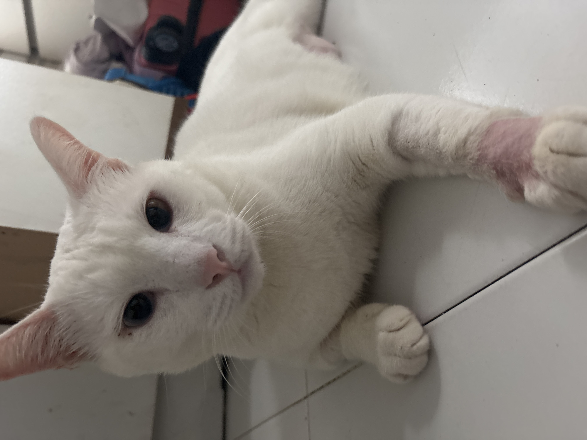A white cat with dark eyes and a pink nose is the central subject, lying stretched out on a white tiled floor. The cat's fur is uniformly white. Its head is tilted, and it looks directly at the camera with an attentive expression. One of its front legs is extended, revealing a distinct pinkish-red patch on the forearm, which could be an area of shaved fur, irritation, or a healing mark. The floor is made of large white tiles with dark gray grout lines. In the blurred background, there are hints of household items, including a red object or bag and some undefined clutter, suggesting an indoor domestic setting. The lighting appears soft, typical of an interior space. This scene is situated in North Jakarta, Indonesia. No text is visible in the image.