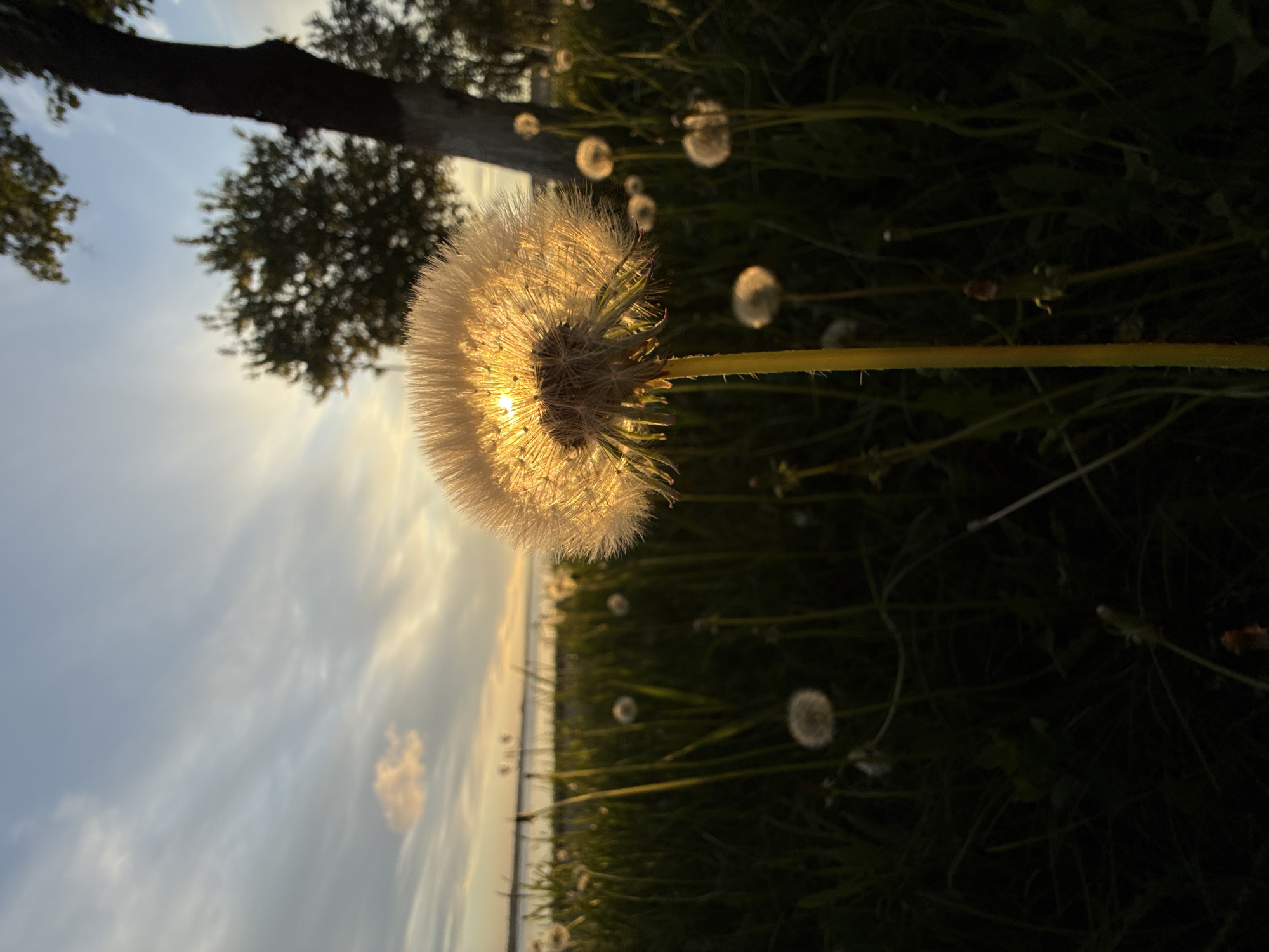 The image depicts a dandelion head in seed, backlit by the setting sun. The seed head is the primary subject, and the sun is partially visible through it. The scene is at a low angle, and the dandelion appears to be growing in a field or grassy area. Other dandelion seed heads are visible in the background, slightly out of focus. The background also shows a horizon line with what appears to be water and distant trees or buildings. The sky is visible with clouds. The composition and lighting suggest the image was taken around sunset. The image lacks information to indicate the location is specifically Votkinsk, Russia. No people are visible.