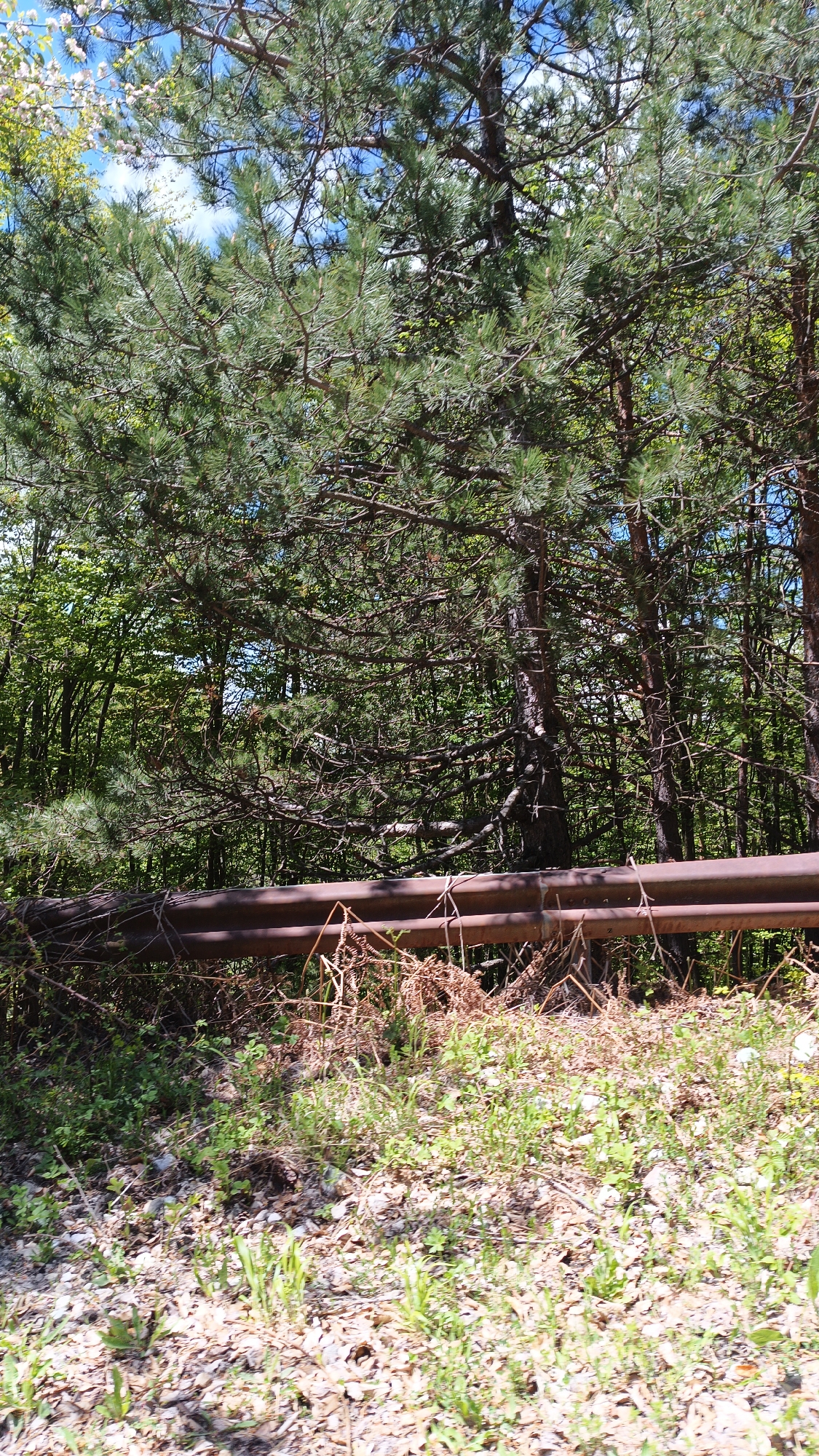 The image shows a forested area in Vrata, Bulgaria. The foreground consists of ground covered in fallen leaves and sparse green vegetation. A rusted metal guardrail runs horizontally across the midground. Behind the guardrail, dense trees obscure the background. Sunlight filters through the leaves creating dappled lighting.