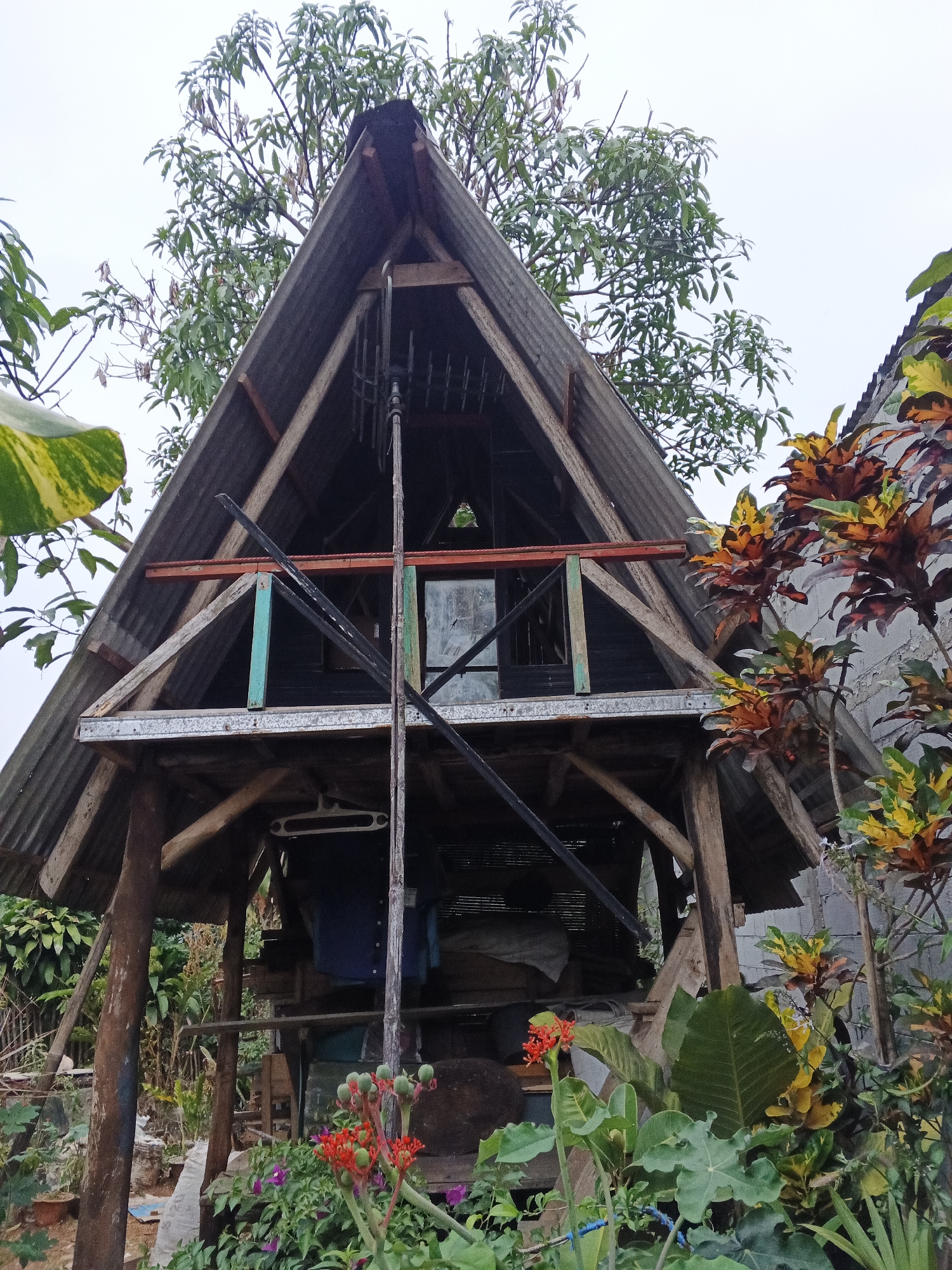 This is a medium shot, low-angle, full-color, outdoor photograph of a rustic, A-frame structure in a yard setting. The structure, appearing to be a small house or shelter, is constructed primarily of wood and corrugated metal roofing. Its triangular shape is prominent, with visible wooden beams supporting the roof and an open-air second level or loft area. A balcony railing, painted in sections of teal and orange, is visible. Inside the structure, some items are discernible, including what appears to be clothing hanging on a hanger and some dark fabric or tarpaulin.
The foreground is filled with lush vegetation, including large green leaves, smaller plants with purple flowers, and a cluster of bright red flowers with green buds. To the right of the structure, colorful foliage with red, yellow, and green leaves, possibly a variety of croton, is prominent. Behind the structure, the branches and leaves of a large tree are visible against an overcast sky. A portion of a cinder block wall is also visible to the right of the frame. The overall impression is one of a somewhat unkempt but vibrant outdoor space, likely in a rural or semi-rural environment. The location is specified as Warungkiara, Indonesia. There are no people or animals visible in the image. The scene appears to be static.