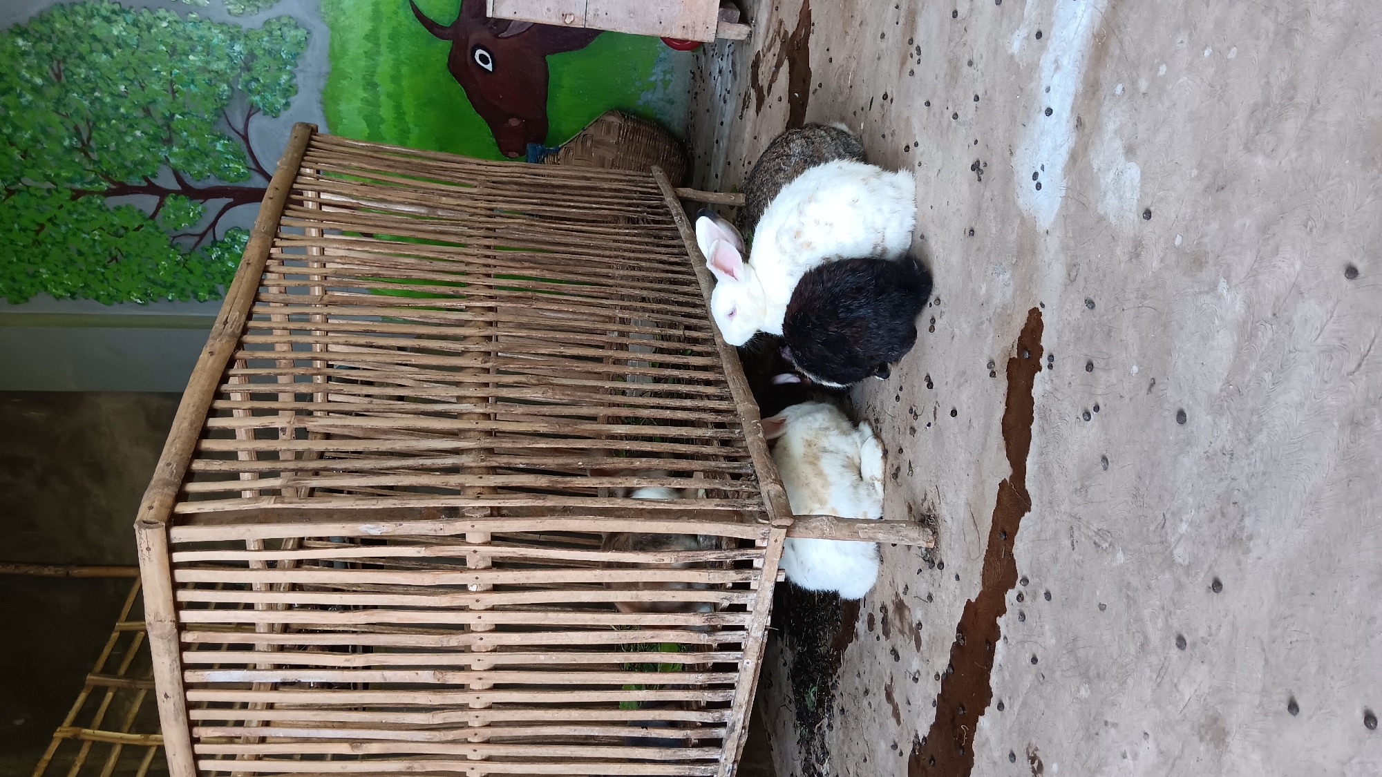 In Sonobekel, Indonesia, a natural bamboo cage houses several rabbits. The cage is elevated slightly above a concrete floor, which is littered with scattered debris, including small dark pellets and a brown liquid stain. Three rabbits are visible outside the cage, huddled together. One is black and white, another is predominantly white with brown speckles, and the third is a lighter brown and white. Inside the cage, partially obscured by the bamboo bars, are at least two more rabbits, one appearing to be brown and white. The background features a painted mural depicting a green landscape with a stylized tree and a brown bovine figure. The overall scene suggests a rural or semi-rural setting where rabbits are kept.