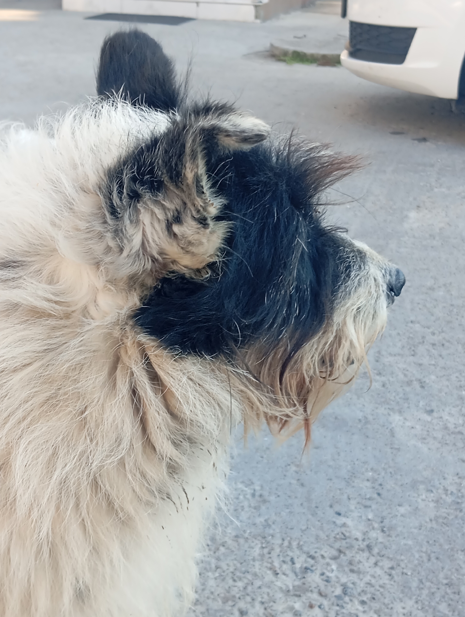 The image shows the side profile of a shaggy dog with black and white fur. The dog's head is turned to the right, with its snout and nose visible. The background is a concrete surface, likely a sidewalk or street, with a white car partially visible on the right. The scene appears to be outdoors in an urban environment. The dog's fur is somewhat matted and appears damp in places. The lighting suggests it is daytime, with natural light illuminating the scene. There is no indication of human interaction or specific action occurring. The context of Sofiivska Borshchahivka, Ukraine, is not visually evident in the image itself.