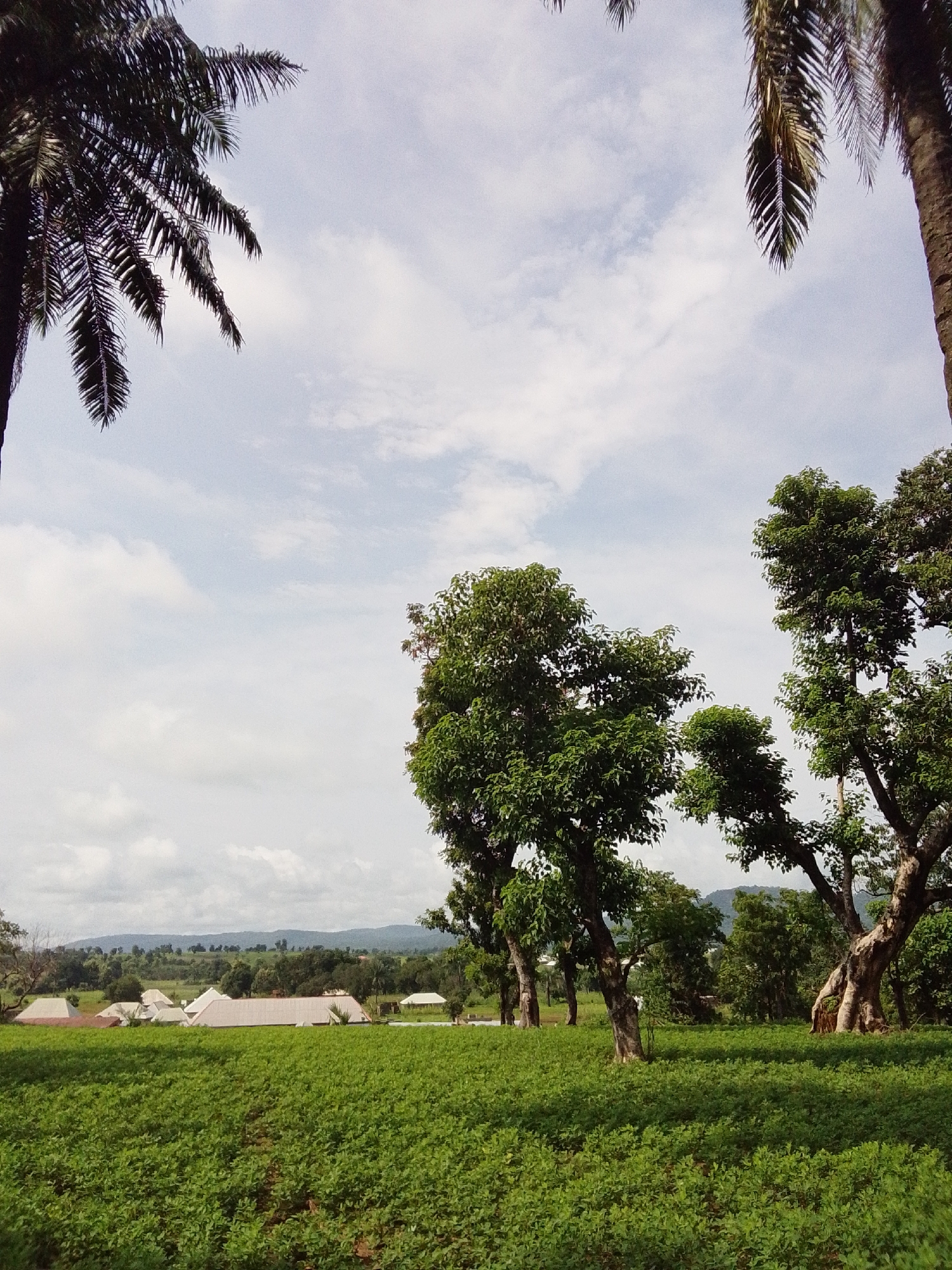 The image captures a rural landscape, likely in the city of Serti, Nigeria, under a bright, cloudy sky. In the foreground, a lush, green field of low-lying crops stretches across the frame. A path is visible winding through the field, suggesting cultivation.
Dominating the midground are several large trees with dense green foliage. To the left and right, the trunks of tall palm trees are visible, framing the upper portion of the image. In the distance, a cluster of buildings with white, pitched roofs are scattered amongst more trees and rolling hills. The background is characterized by a range of hazy, blue-green mountains under a sky filled with soft, white clouds. The overall impression is one of serene, natural beauty with signs of habitation.
