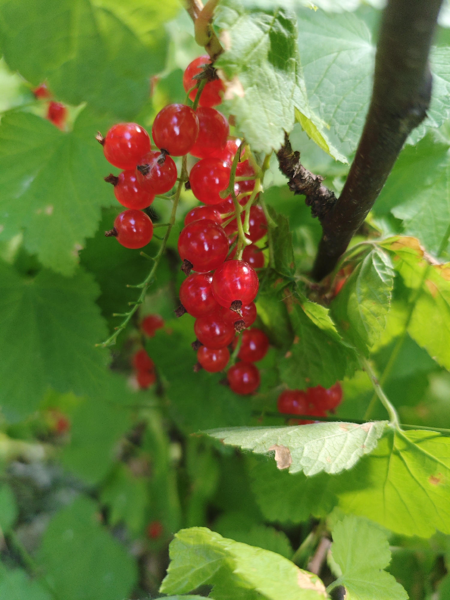 A close-up shot captures a cluster of ripe red currants hanging from a branch, surrounded by lush green leaves. The currants are small, round, and glossy, with a vibrant red hue that suggests freshness. The leaves, varying in shades of green, provide a soft, blurred background, creating a natural and organic feel. A dark brown branch, rough in texture, cuts diagonally across the frame, adding a touch of depth and grounding the delicate fruit. The overall impression is one of natural beauty and the bounty of a garden.