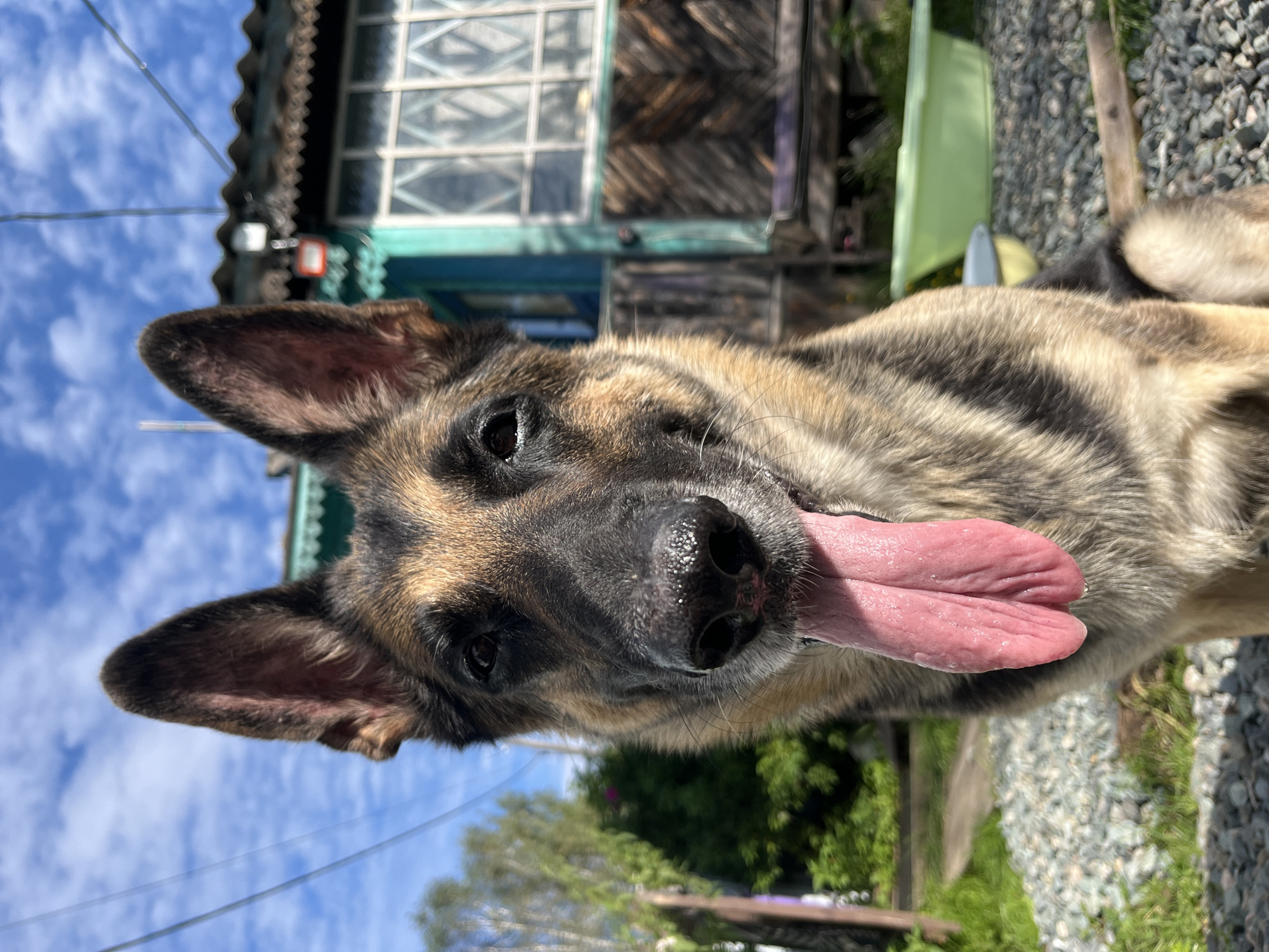 A German Shepherd dog, panting with its tongue extended, is pictured outdoors in front of a building in Nizhny Tagil, Russia. The dog's fur is a mix of black, tan, and brown. The background features a rustic wooden building with green trim and a window. Several wires are visible overhead against a blue sky with scattered clouds. The ground is covered in gravel and grass. A light green plastic basin is partially visible to the right of the dog.