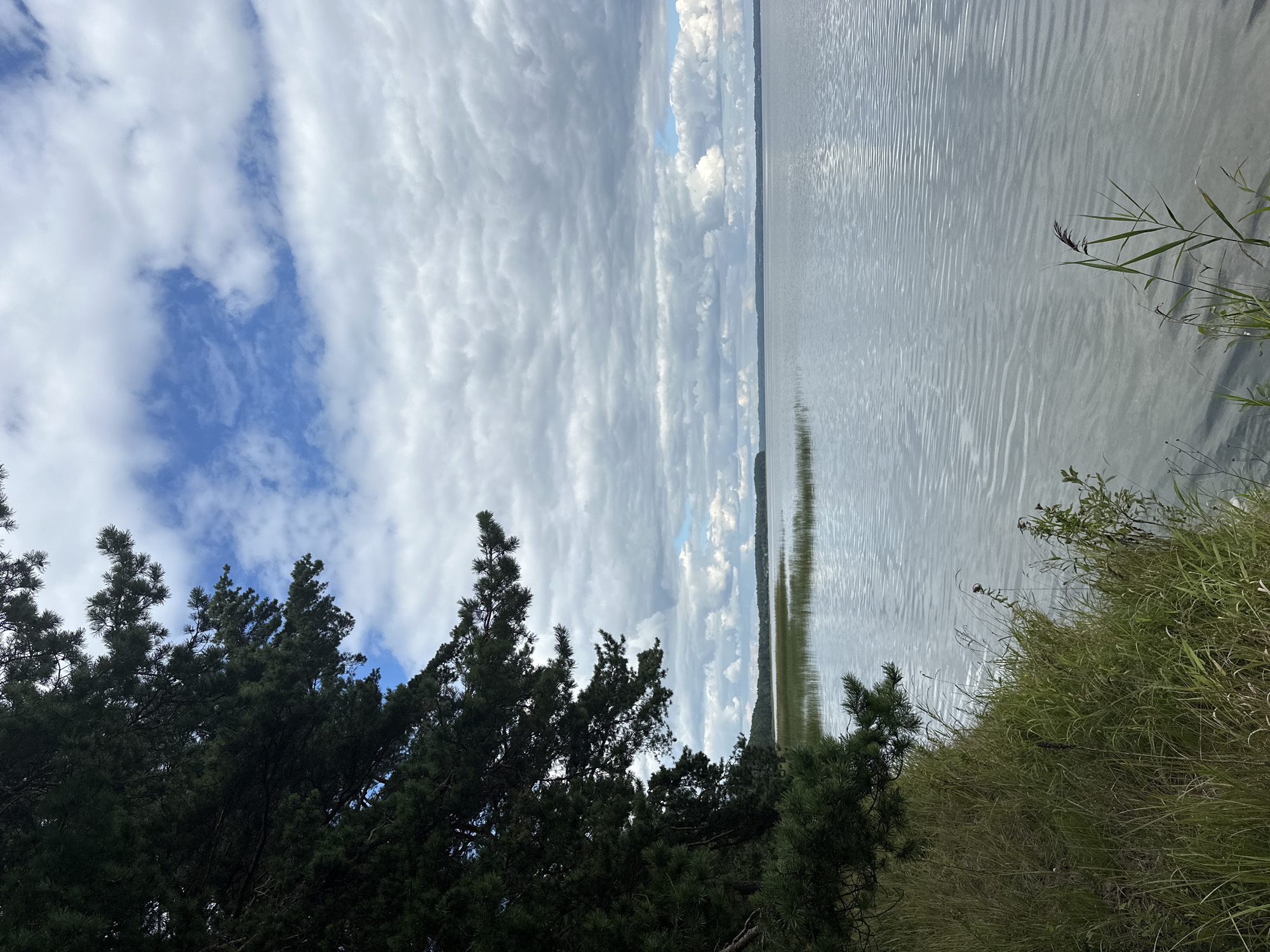 A vertical, medium shot captures a tranquil scene at the edge of a lake, bordering a wooded area. The foreground is dominated by the lush, green grass and reeds along the lake's shore. A large pine tree branch, heavy with dark green needles, extends into the frame from the left, casting a shadow over the grassy bank. The lake itself stretches out to the horizon, its surface rippled by a gentle breeze. The water is a pale, silvery gray, reflecting the overcast sky. In the distance, a thin strip of land, densely wooded, forms the opposite shore. The sky is a dramatic mix of heavy, gray clouds and patches of bright blue, with sunlight intermittently breaking through. The overall impression is one of serene natural beauty on a somewhat cloudy day. This image is likely situated in or around the Нарацкі сельскі Савет region of Belarus, given the natural landscape and vegetation.