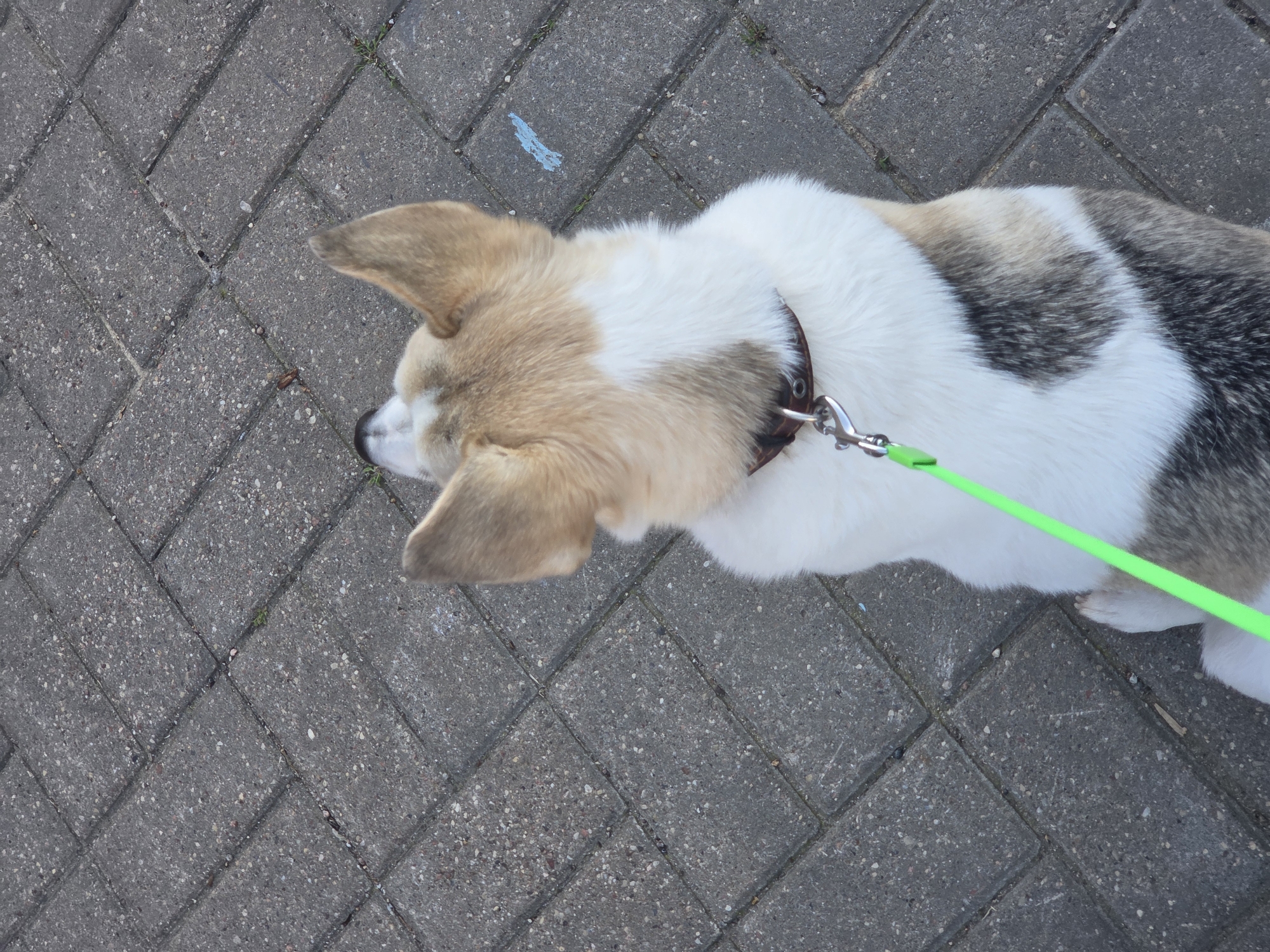The image shows a dog from behind, wearing a brown collar and a bright green leash. The dog has tan and white fur with patches of grey and black. It is standing on a paved surface made of interlocking grey rectangular bricks, characteristic of sidewalks in Minsk, Belarus. The bricks are laid in a herringbone pattern. A small amount of blue chalk is visible on one of the bricks in the background. The lighting suggests it is daytime.