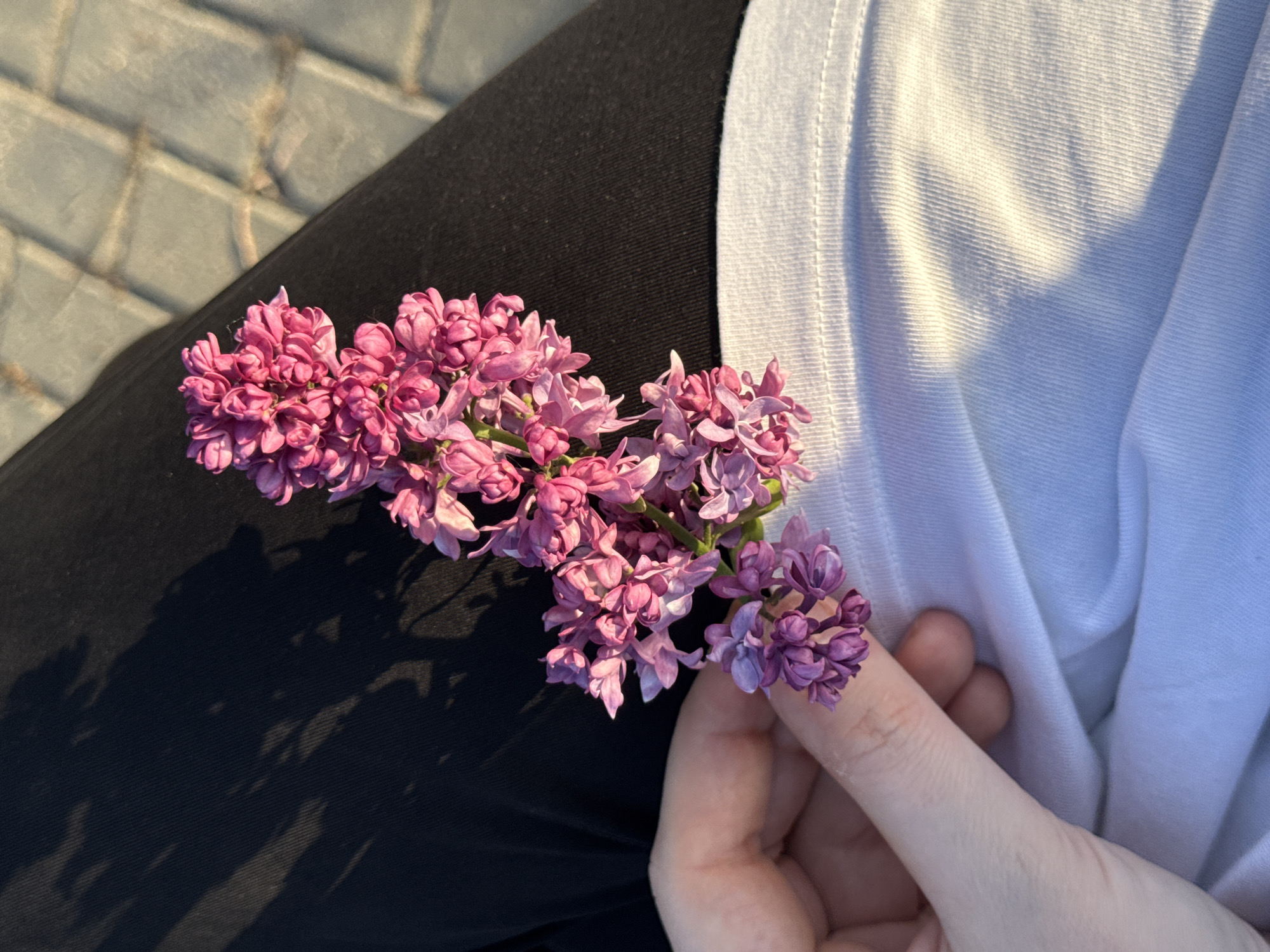 A close-up shot shows a cluster of pink and purple lilac flowers resting on the dark-clad leg of a person seated near a paved surface in daylight. The person holds part of the lilac cluster in their hand. A white, loosely draped piece of fabric also rests on the person's leg. The location is not discernible as Ленино, Russia from the visual information provided.
