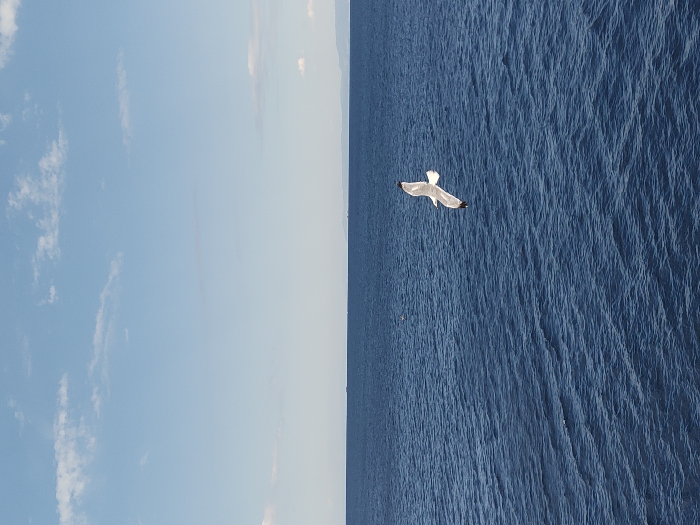 A single seagull is captured in mid-flight over the deep blue waters of the Aegean Sea, with the island of Thassos, Greece, visible as a distant silhouette on the horizon under a partly cloudy sky. The seagull is white with black wingtips, its wings outstretched as it soars. The sea exhibits gentle ripples, suggesting calm conditions. The sky is a soft blue, dotted with scattered white clouds, some appearing wispy and others more defined. The distant landmass of Thassos is rendered in muted tones, hinting at a sunny day. The scene evokes a sense of freedom and the vastness of the natural environment.