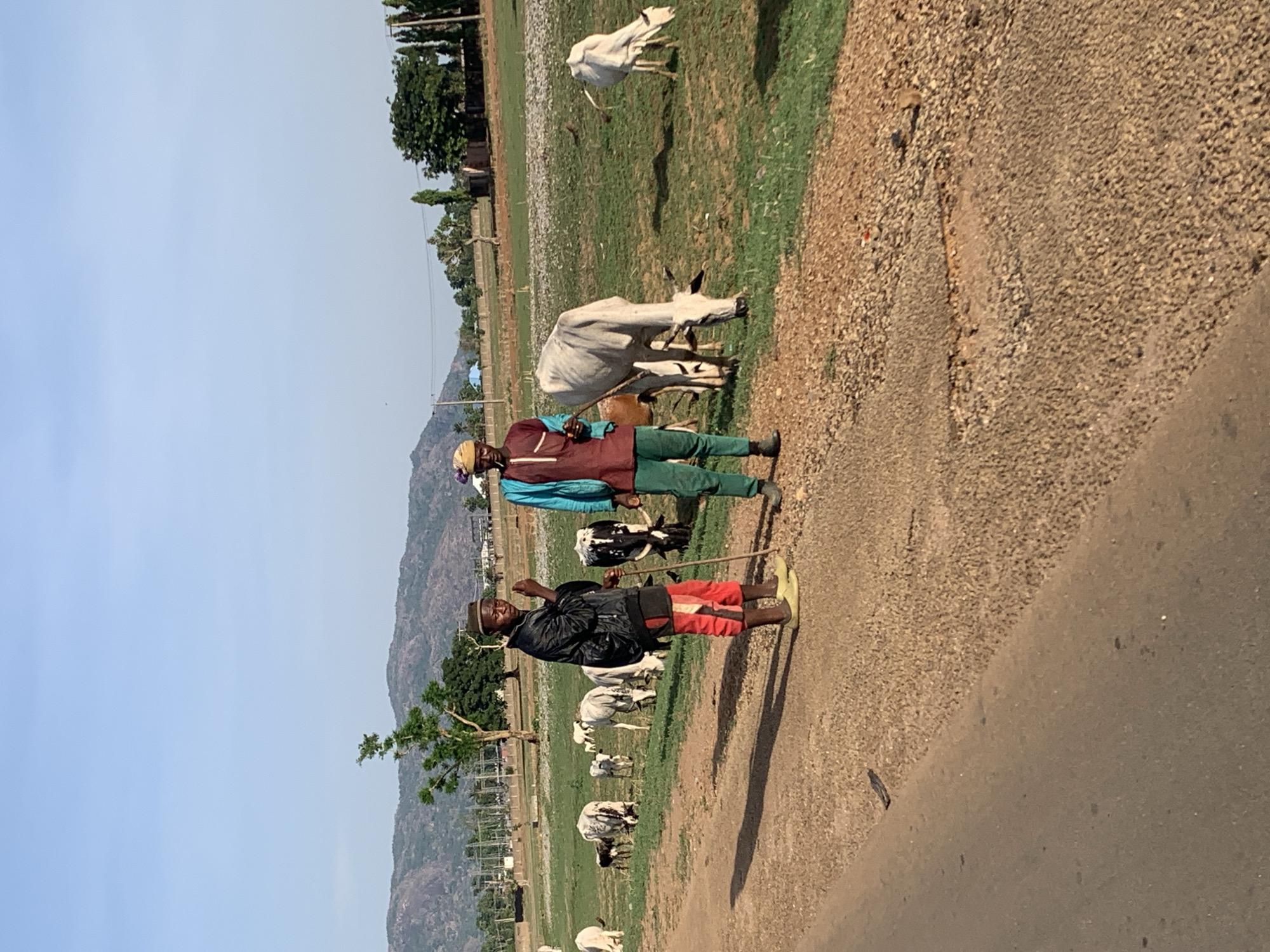 The image captures a scene near Maigizo, Nigeria, depicting two individuals and a herd of cattle along a roadside. The sky is clear. In the background are mountains. The two individuals, presumably herders, are standing on the roadside. One wears dark clothing and red pants and holds a long stick. The other wears green pants and a maroon shirt. A herd of white cattle graze in the field adjacent to the road. A mix of vegetation covers the land, with trees and grasses visible. The road surface appears to be partially paved.