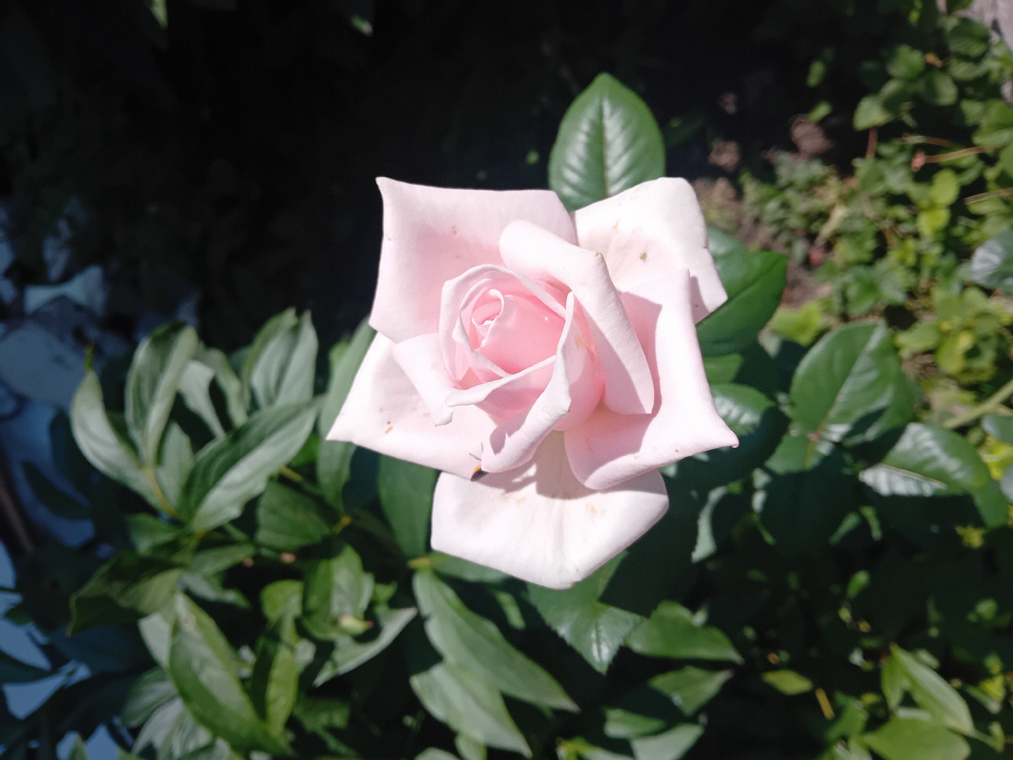 A single, pale pink rose, centered in the frame, displays delicate petals unfurling around a tightly wound center. The rose is partially illuminated by sunlight, casting soft shadows on its surface. It is surrounded by lush, dark green foliage, with some leaves in focus in the foreground and others softly blurred in the background. The background is predominantly dark and out of focus, suggesting a shaded area or the late afternoon sun. There is no indication of Chuhuiv, Ukraine, or any urban elements in the image.