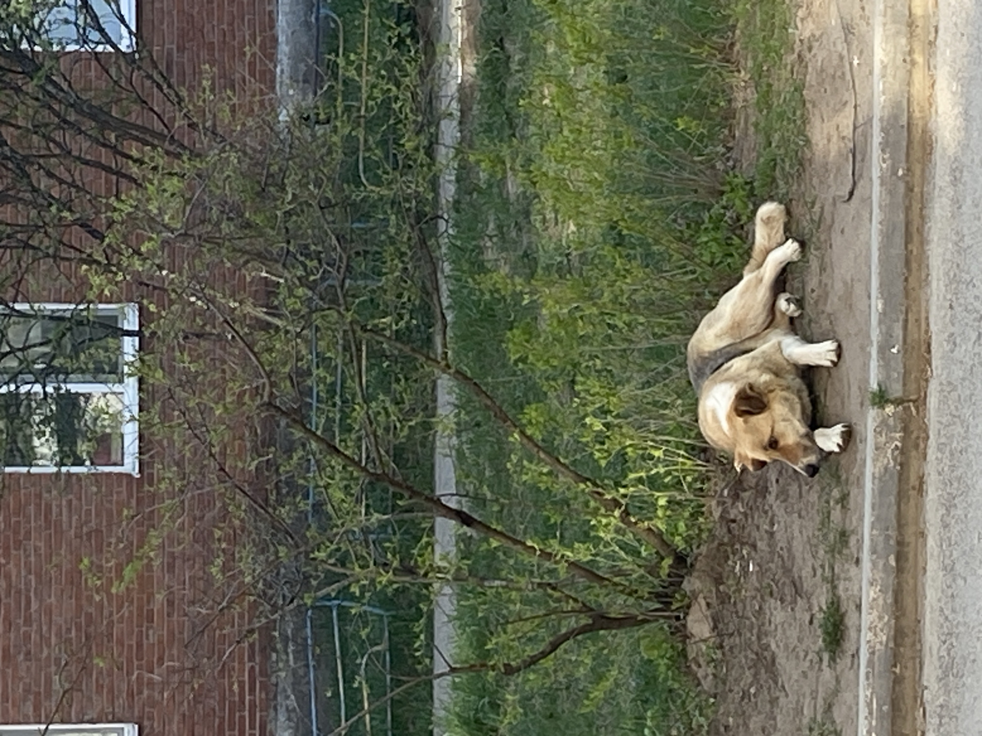 A medium-sized tan dog lies stretched out on a bare dirt patch next to a concrete curb. The dog is partially in the shade of a small tree with green leaves. In the background, a brick building with a window is visible, along with grassy areas. The location is Noviy, Russia.