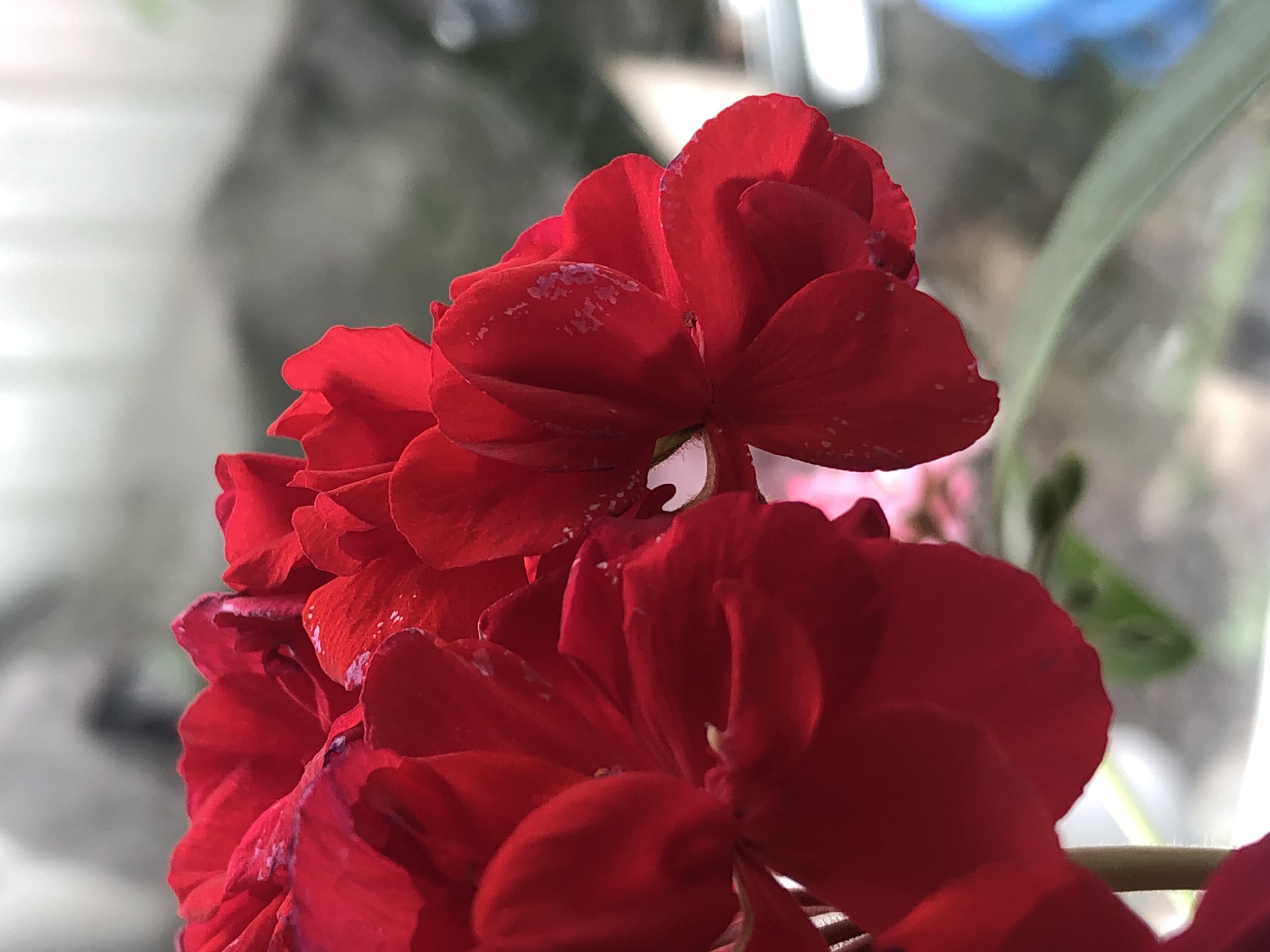 The image is a close-up, eye-level shot of vibrant red geranium petals. The petals are detailed, showing some lighter speckles and slight imperfections. The background is blurred and out of focus, suggesting an outdoor or windowsill setting with diffused light. A thin, light-colored stem is visible on the left side, and hints of green foliage and a light gray textured surface are present in the background, possibly a wall or a fence. There are no people or animals visible in the image. The scene appears to be a static, natural composition. The location in Пионерский, Russia, is not visually identifiable within the frame.