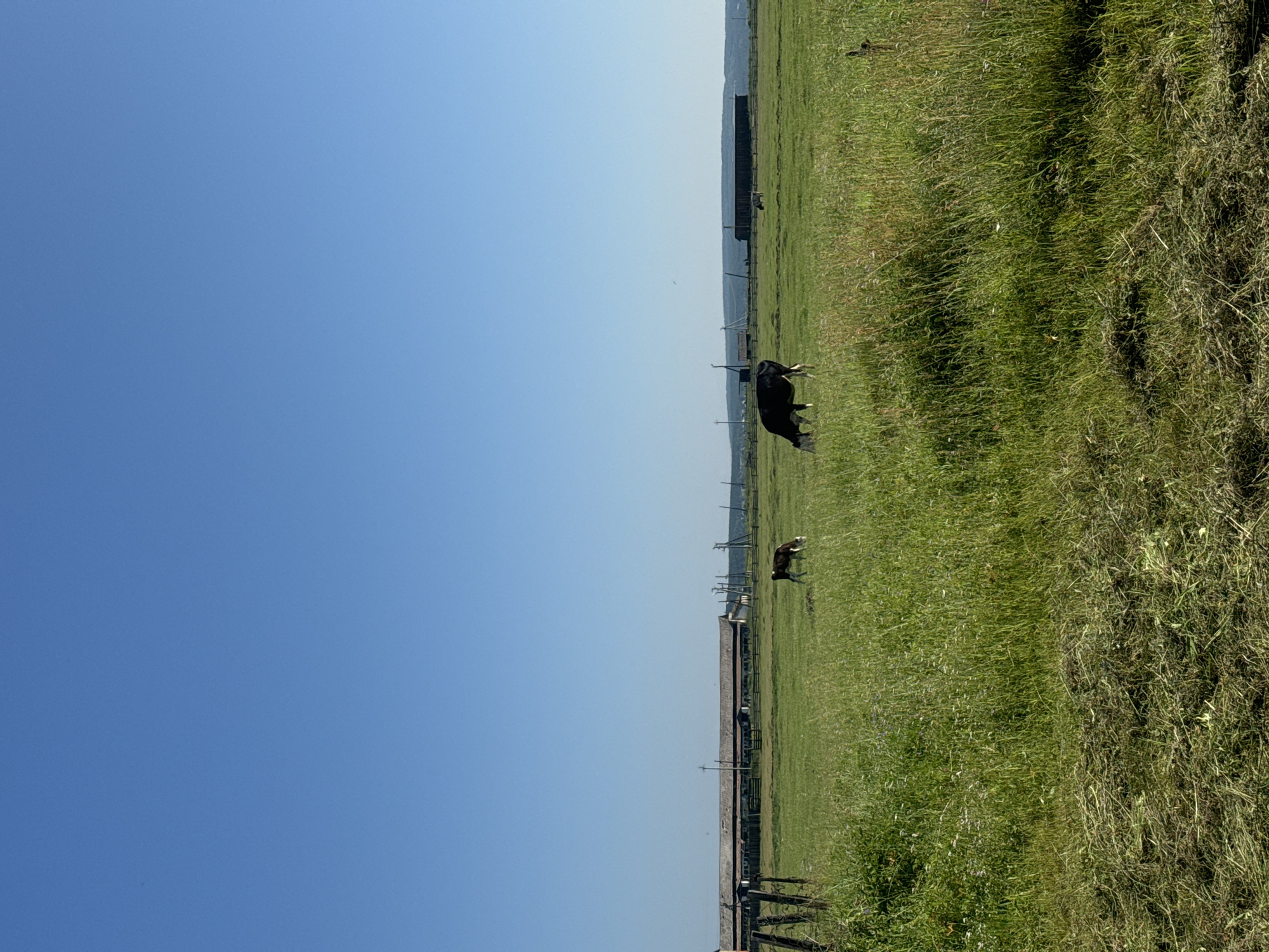 The image depicts a vast, sunlit green field with tall grass, suggesting a rural or agricultural setting. In the mid-ground, two cows are grazing. One cow is black and white and positioned to the right of the frame, while a smaller, lighter-colored cow is to its left. In the background, a long, low-lying building complex, possibly a farm or industrial structure, stretches across the horizon under a clear, bright blue sky. The foreground is dominated by the textured green grass, with some areas appearing to have been recently mown. The overall impression is one of an open, rural landscape on a clear day.