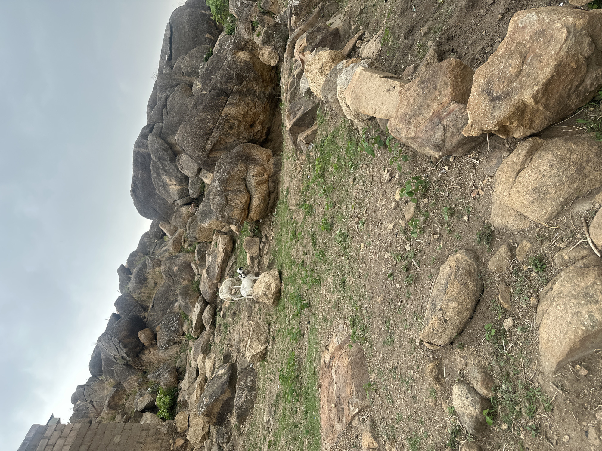 The image shows a rocky, hilly terrain, with a cluster of large boulders forming a partial cliff. Two goats, one predominantly white with black markings, are resting near the center of the frame, blending somewhat with the rocks. The ground consists of a mix of dirt, smaller rocks, and sparse patches of green vegetation. The sky is overcast. The location is the city of Jos, Nigeria. In the lower-left corner, a portion of what appears to be a stone or brick structure is visible.