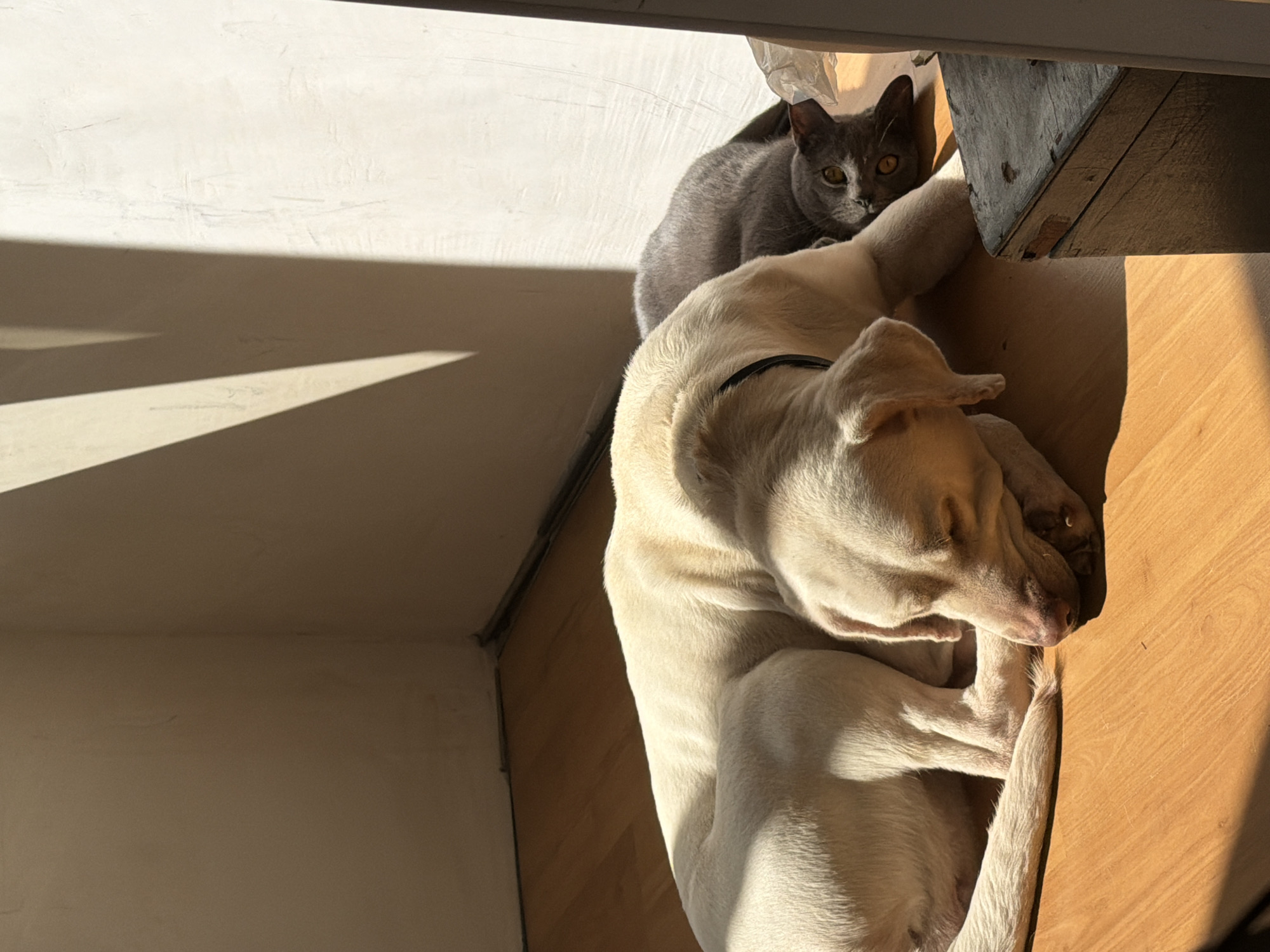 A light-colored dog and a gray cat are sleeping on a wooden floor in a room. Sunlight casts long shadows on the wall behind them. The dog is lying on its side with its head resting on its paws. The cat is lying on its back with its eyes open, looking towards the camera. A wooden box is visible in the foreground on the right. The image was taken in Cheltuitori, Moldova.