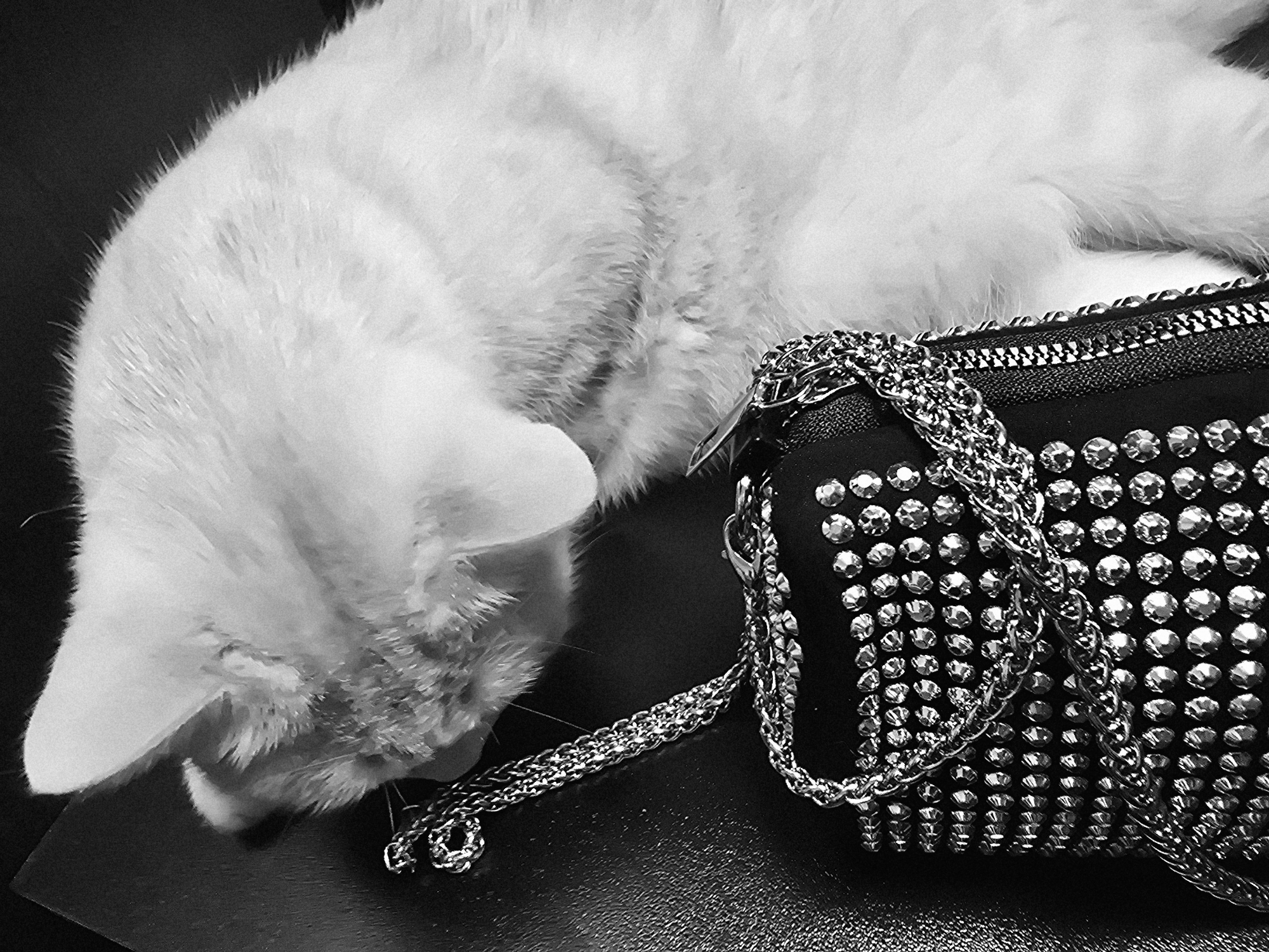 An overhead shot in grayscale shows a light-colored cat lying on its side with its head down and toward a black studded handbag. The cat is positioned on the left side of the frame, with its body extending towards the right and out of frame. Its fur is soft and fluffy, and its face is partially obscured as it appears to be sniffing or licking the handbag. The handbag is on the right side of the frame, with its front covered in rows of round, shiny studs. A silver chain strap is draped across the handbag and extending towards the cat. The background is dark and out of focus, suggesting the scene is indoors on a flat surface.