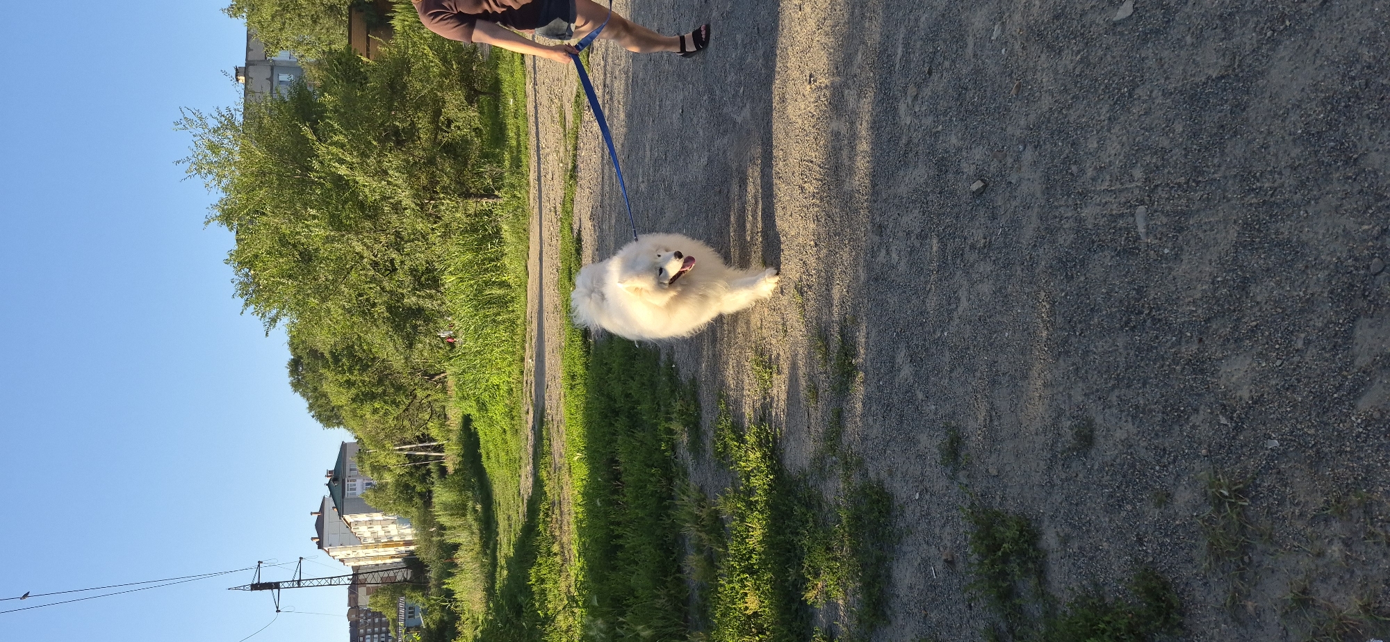 A white Samoyed dog is walking on a gravel path in Ussurijsk, Russia. The dog is on a blue leash, and a person wearing a brown t-shirt and dark shorts is walking it. The path is surrounded by green grass and trees. In the background, there are apartment buildings and a power line tower. The sky is clear and blue. The sun is setting, casting long shadows.