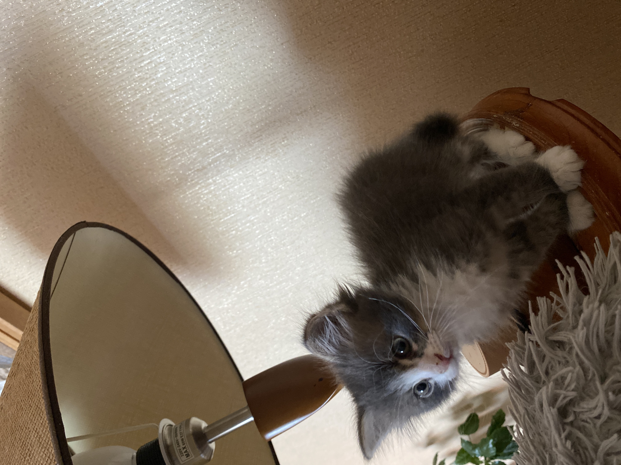 The image presents a charming, fluffy kitten captured from an unusual, low-angle perspective, making the kitten appear upside down in the frame. The kitten is a mix of grey and white fur, with a white muzzle, chest, and paws, and grey fur on its head and back. Subtle orange or brown markings are visible around its eyes and nose. Its large, curious eyes are fixed directly on the viewer, conveying alertness and playfulness.
The kitten is perched on a decorative wooden edge of a piece of furniture, with its small, white-furred paws visible. To the left, a table lamp with a textured, woven beige lampshade occupies a significant portion of the foreground. The lamp's fixture and a light bulb are clearly visible beneath the shade, displaying partial text that reads "220V-240V~50Hz" and "MAX 60W E27 T", indicating its electrical specifications. To the right of the kitten, a soft, shaggy object, possibly a blanket or a cat tree, adds texture to the scene. A hint of green foliage from a plant can be seen in the bottom right corner.
The background features a light-colored, textured wall, likely wallpaper, which reflects the indoor lighting. The overall scene suggests a cozy indoor environment, possibly a living room or bedroom. The unique viewpoint emphasizes the kitten's engaging expression, making it the central focus of the adorable composition.