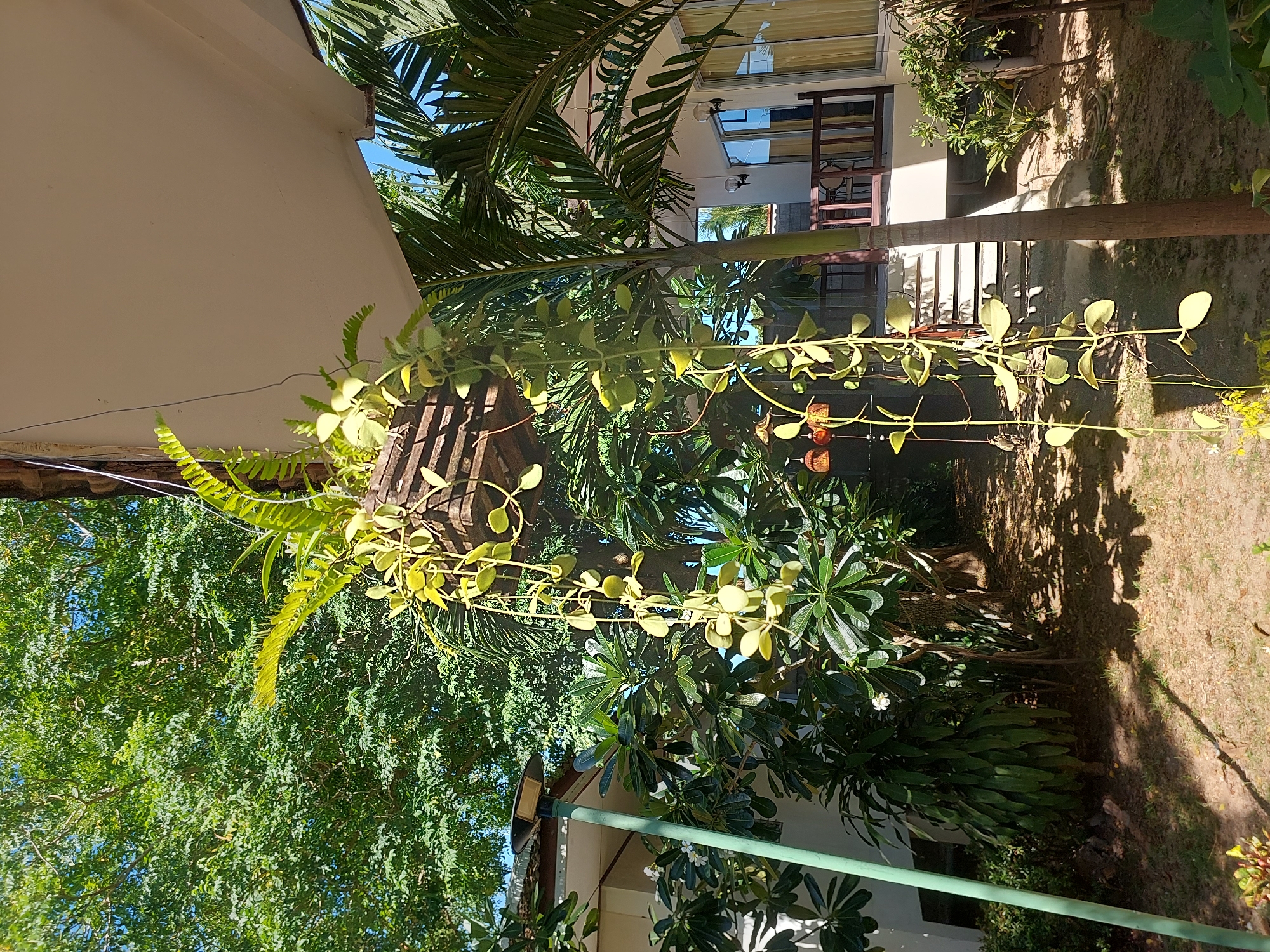 The image shows a tropical garden setting in Baan Mae Nam, Thailand, with a focus on a hanging planter. The planter, made of dark wood, is suspended from a structure, possibly a roof overhang, and contains a fern and a trailing vine with round, light green leaves. Sunlight filters through the lush green foliage of trees in the background, creating dappled shadows on the ground. To the right, a palm tree stands tall, and a portion of a building with a white facade and large windows is visible. A green lamppost is situated on the left side of the frame, near a bush with small white flowers. The ground is covered with dry leaves and patches of grass. The scene suggests a peaceful outdoor environment, likely a residential or resort area. There are no people or animals present in the image.